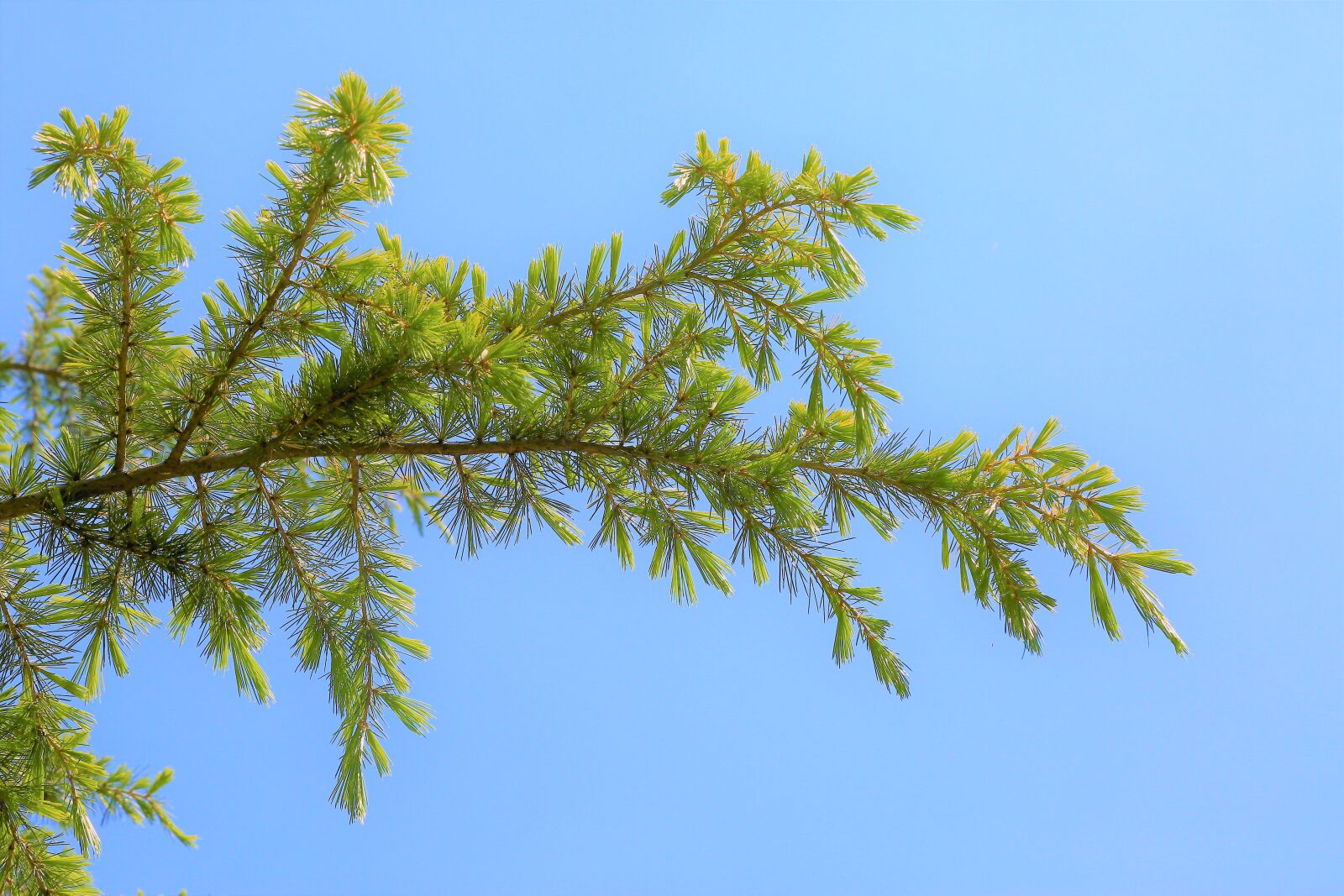 Canon EF 24-105mm F4L IS USM sample photo. Needle leaf, tree, nature photography