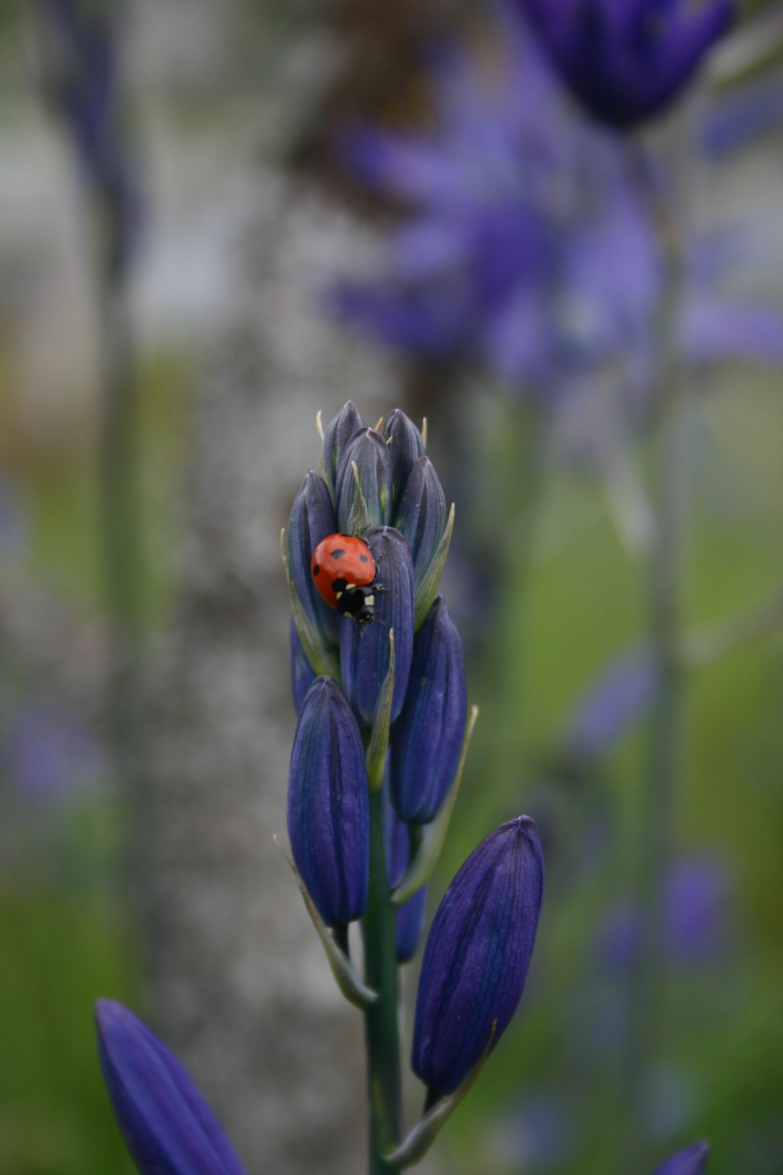 Canon EOS 300D (EOS Digital Rebel / EOS Kiss Digital) sample photo. Ladybug, blue camas, flower photography