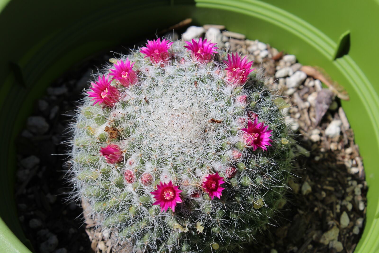 Canon EOS 1200D (EOS Rebel T5 / EOS Kiss X70 / EOS Hi) sample photo. Cactus, succulent, plant photography