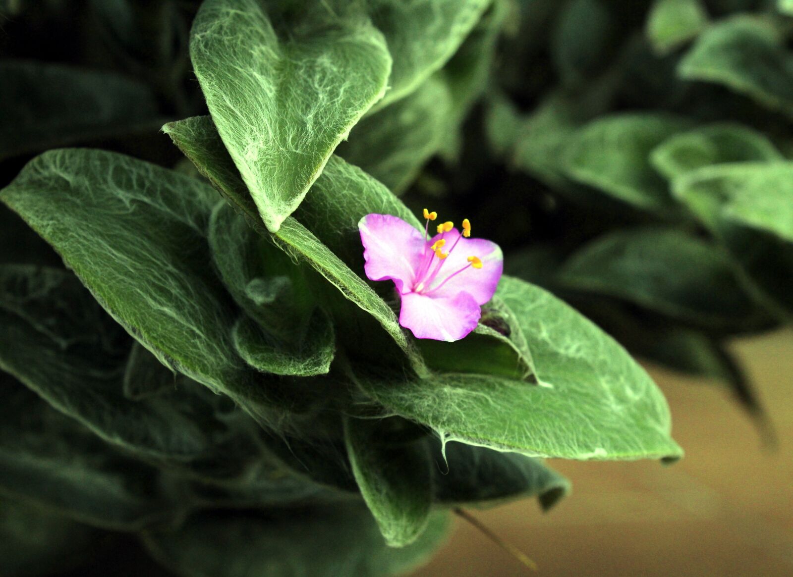 Canon EOS 1200D (EOS Rebel T5 / EOS Kiss X70 / EOS Hi) sample photo. Vegetable, flower, garden photography