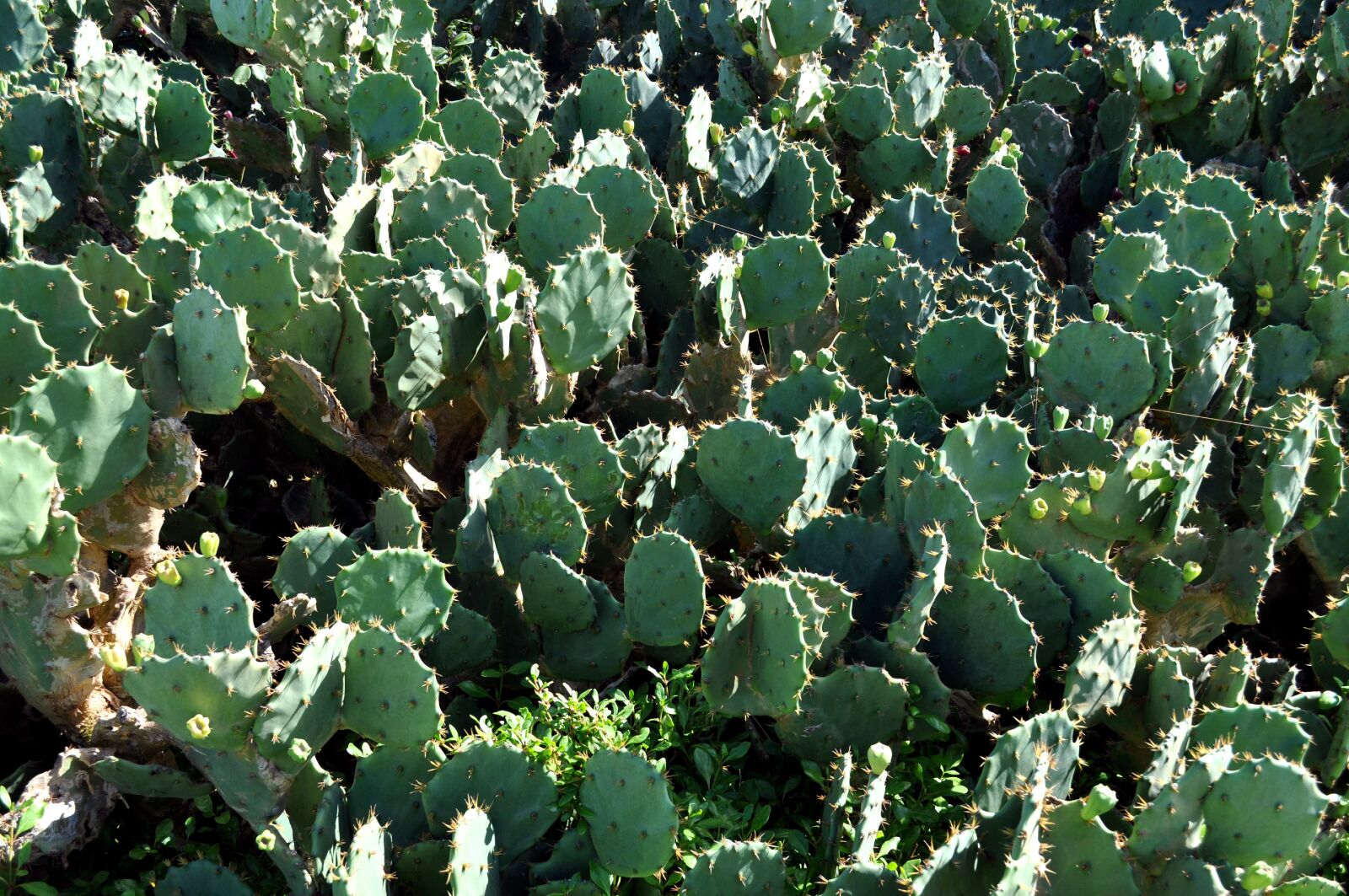 Nikon D5000 sample photo. Field, cactus photography