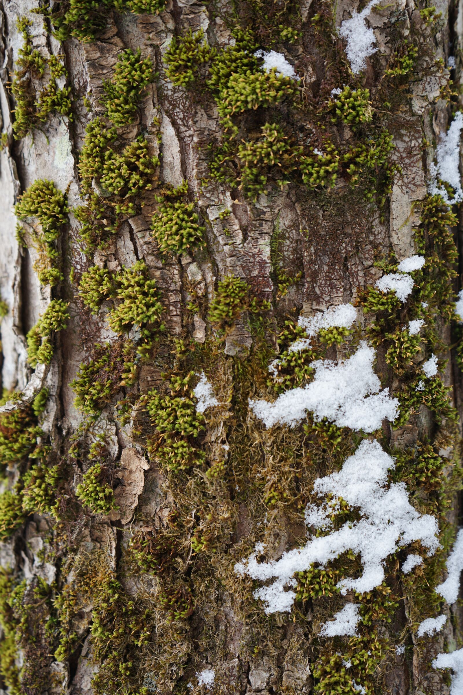 Sony a7 II + Sony FE 28-70mm F3.5-5.6 OSS sample photo. Moss, tree, vermont photography