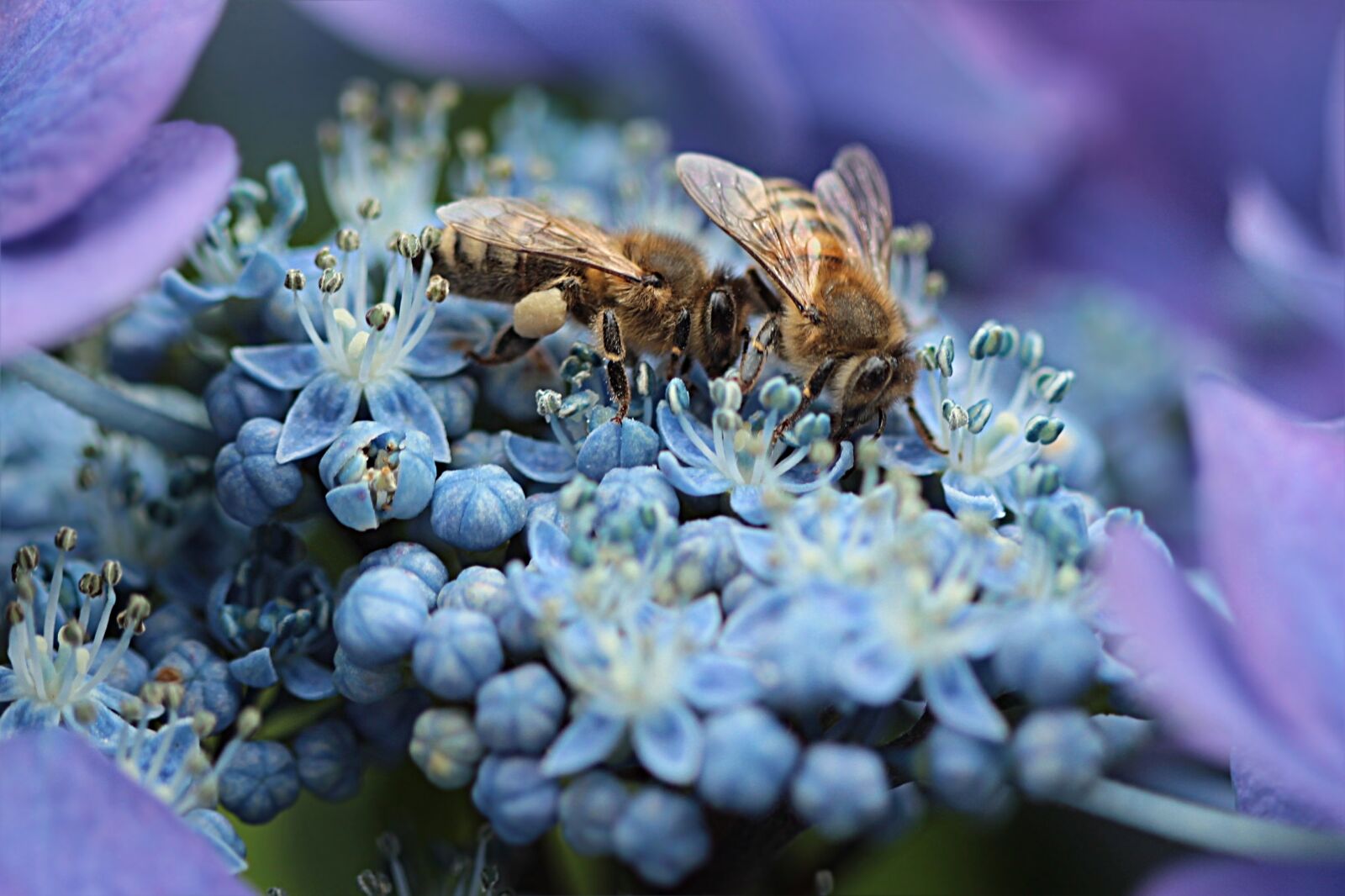 Canon EOS 550D (EOS Rebel T2i / EOS Kiss X4) sample photo. Bee, honey bee, apis photography