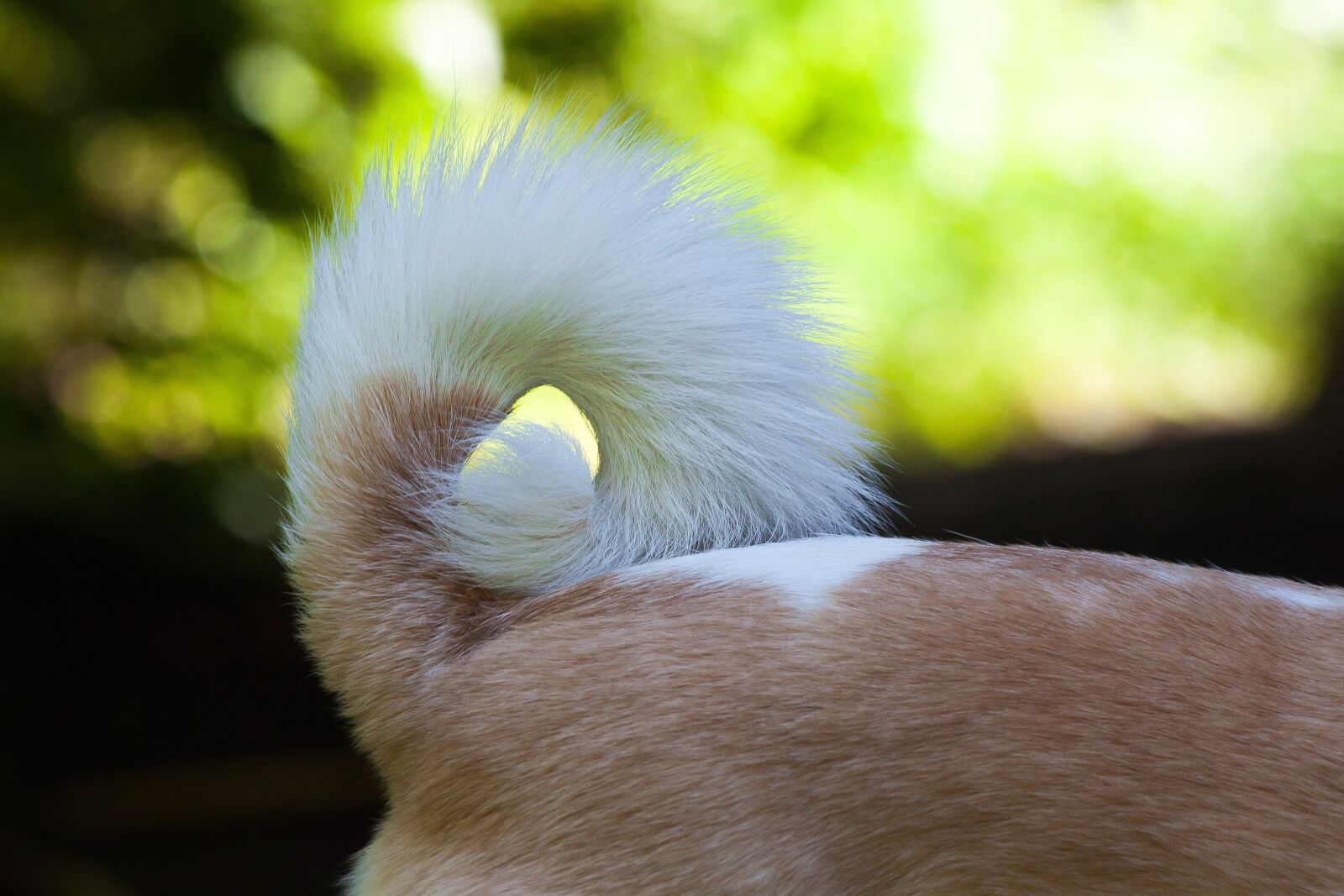 Canon EOS 50D sample photo. Tail, rod, podenco photography