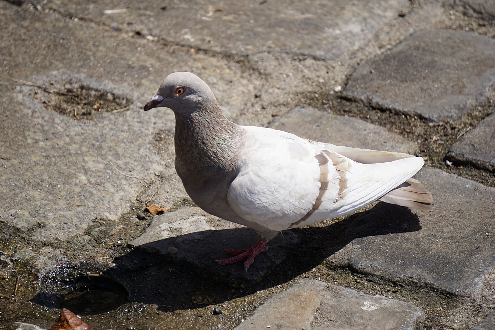 Sony a6000 sample photo. Pigeon, bird, animal photography