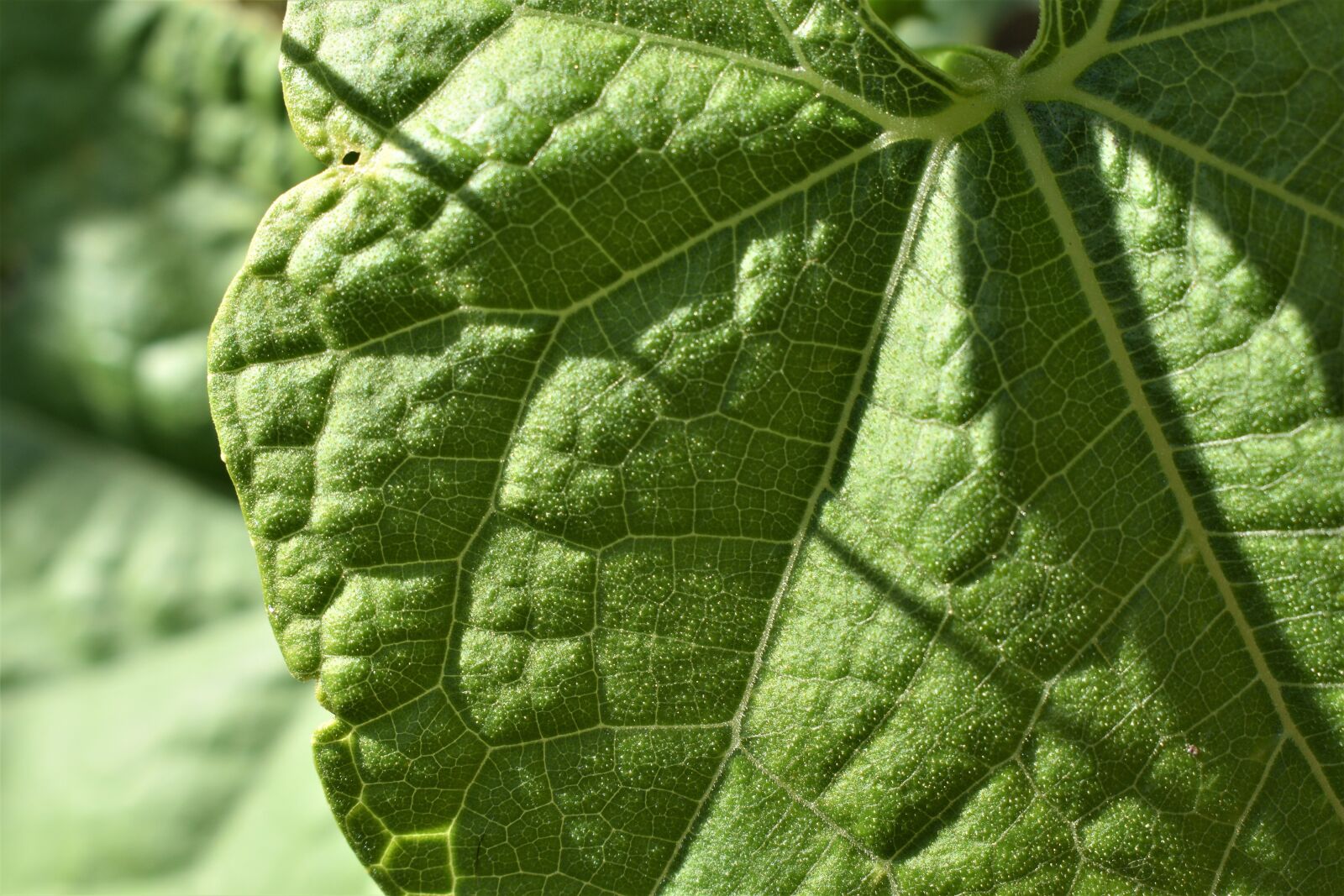 Nikon D3500 sample photo. Leaf, green, environment photography