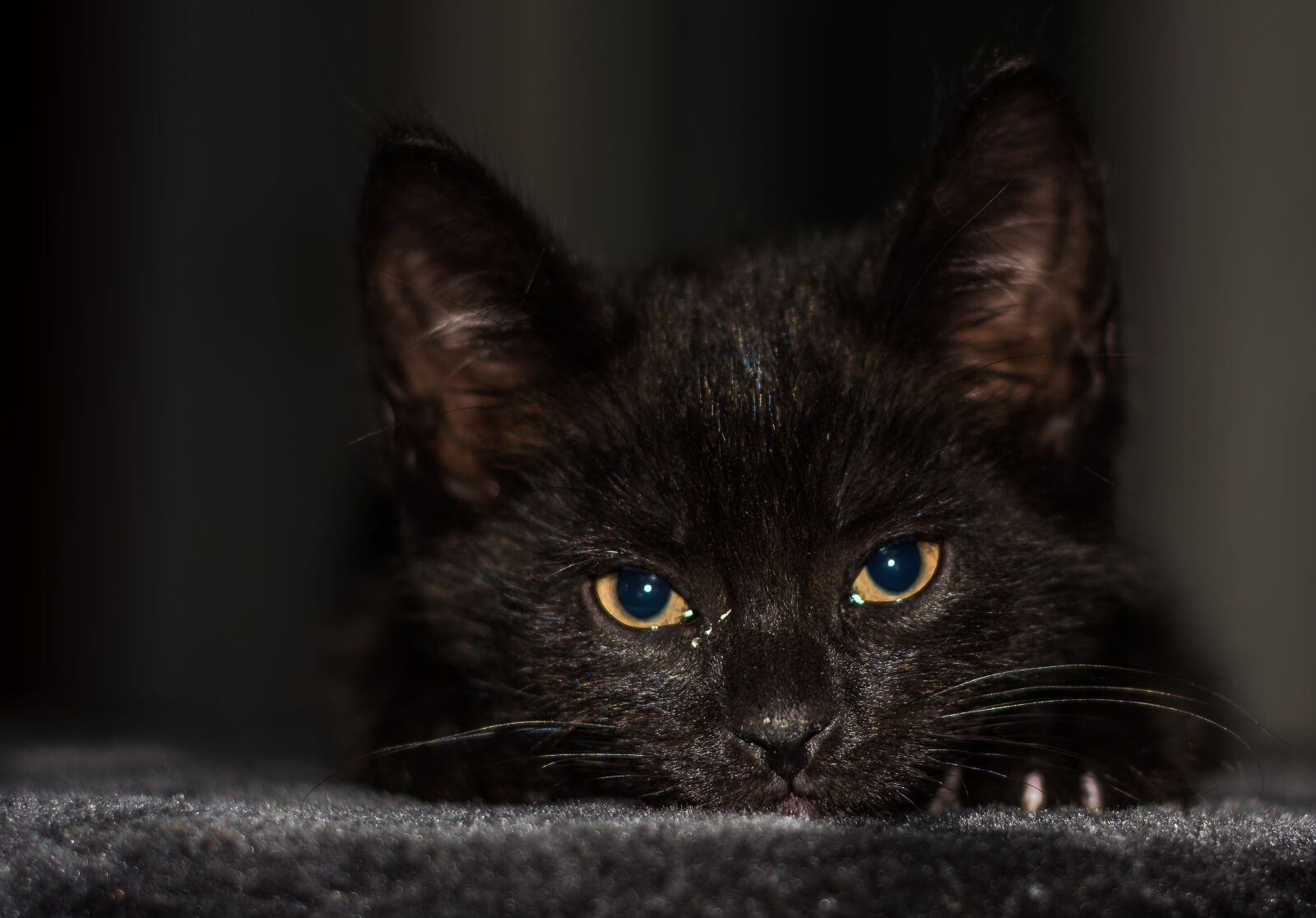 Nikon D5200 sample photo. Baby cat, cat baby photography