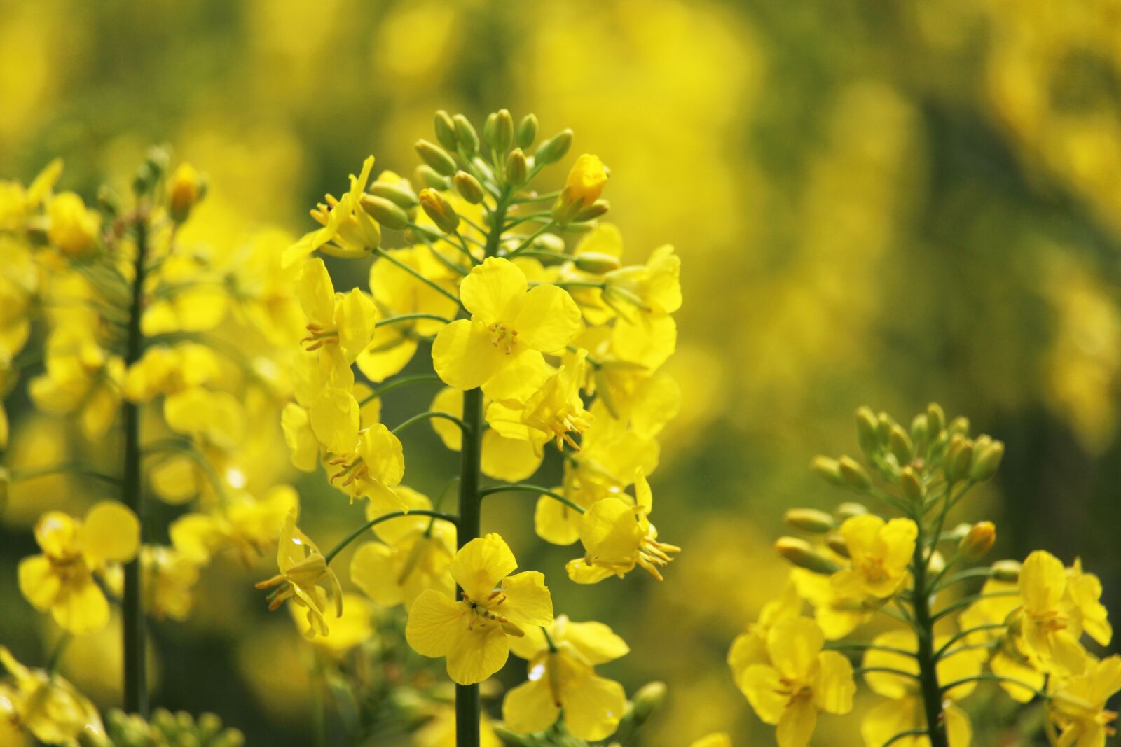 Canon EF-S 55-250mm F4-5.6 IS STM sample photo. Rape blossom, oilseed rape photography