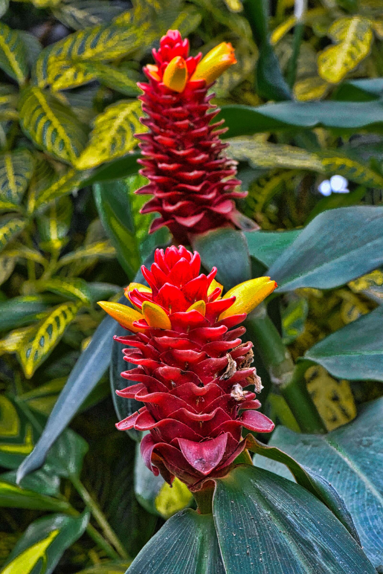 Nikon D750 sample photo. Flora, nature, garden photography