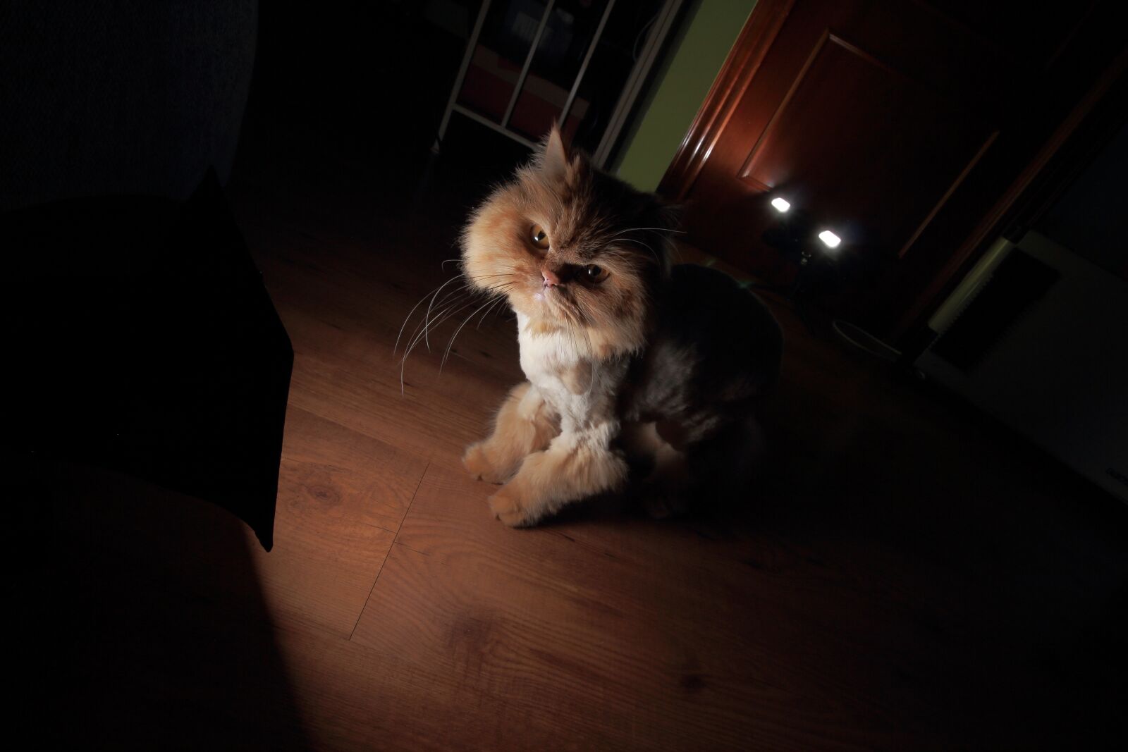 Canon EF-S 10-18mm F4.5–5.6 IS STM sample photo. Animals, cats, persian cat photography