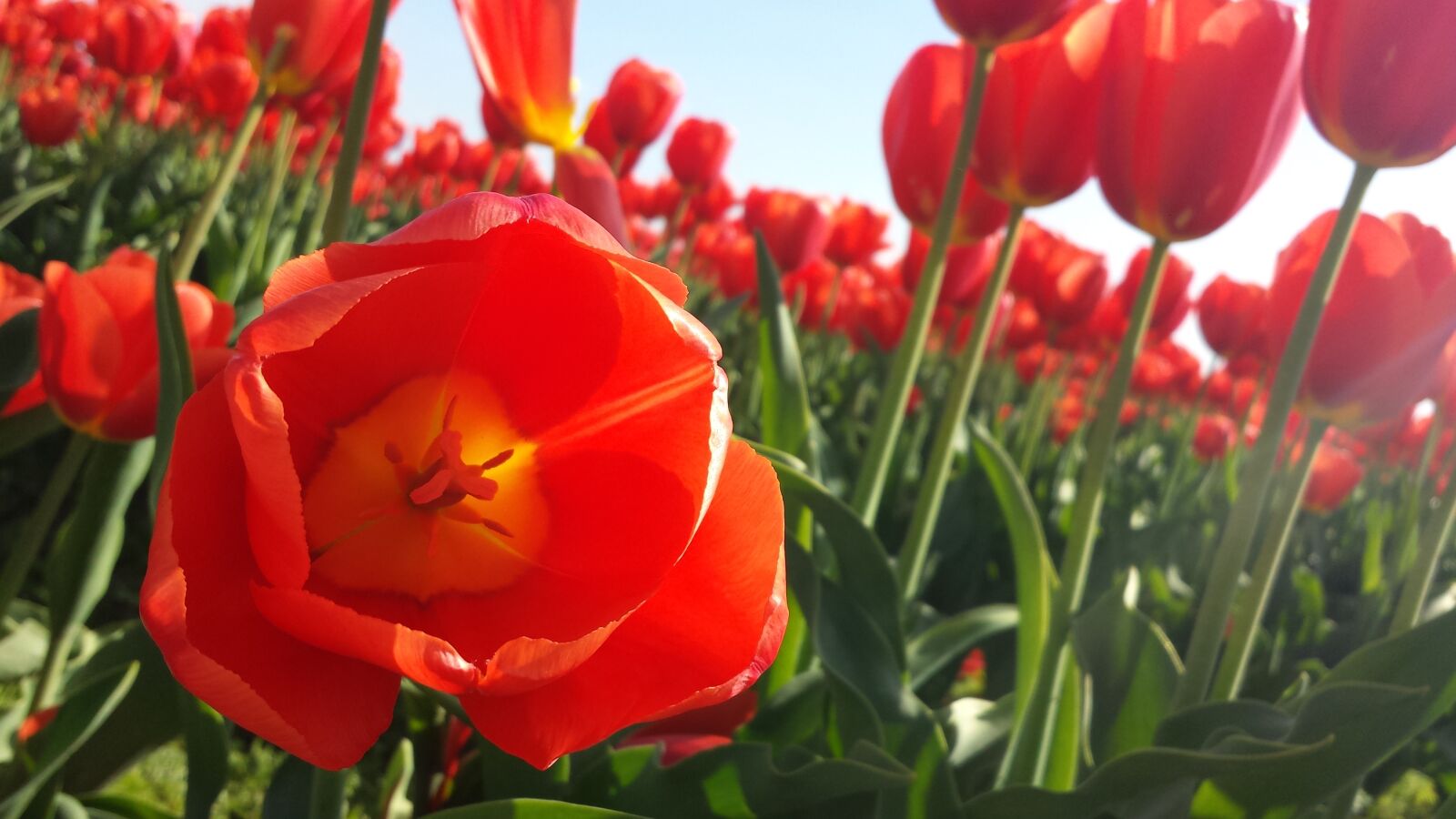 Samsung Galaxy S4 sample photo. Tulip, flower, spring photography