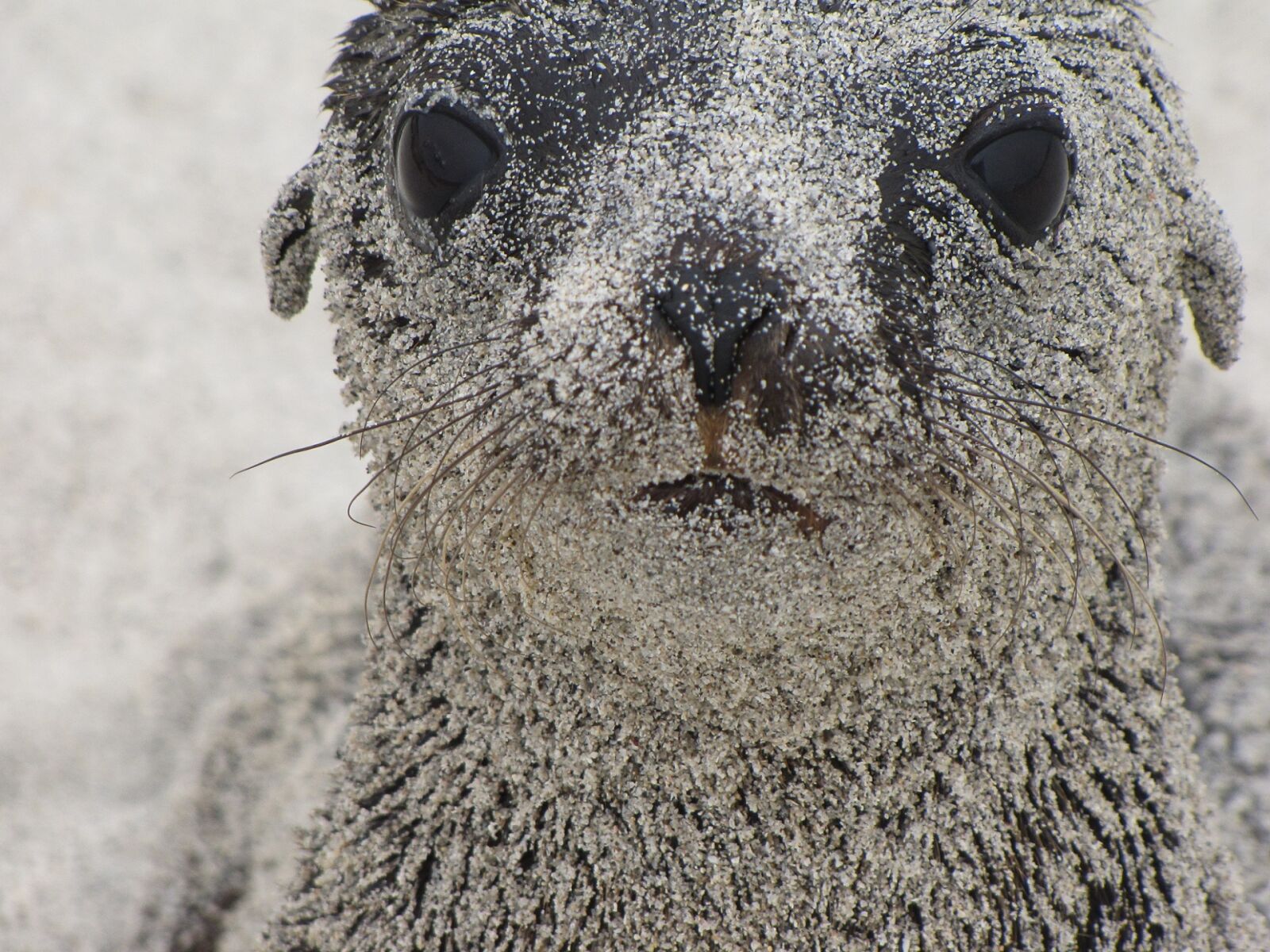 Canon PowerShot SX10 IS sample photo. Sea lion, pup, portrait photography