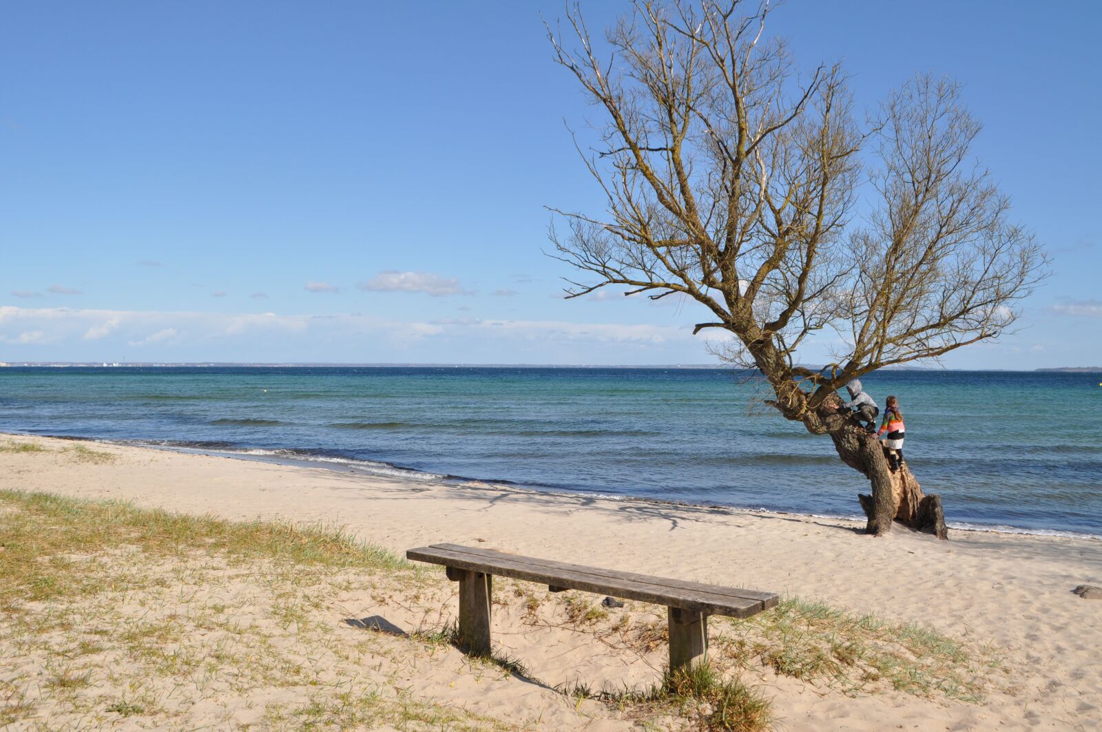 Nikon D5000 sample photo. Tree, bench, sea photography