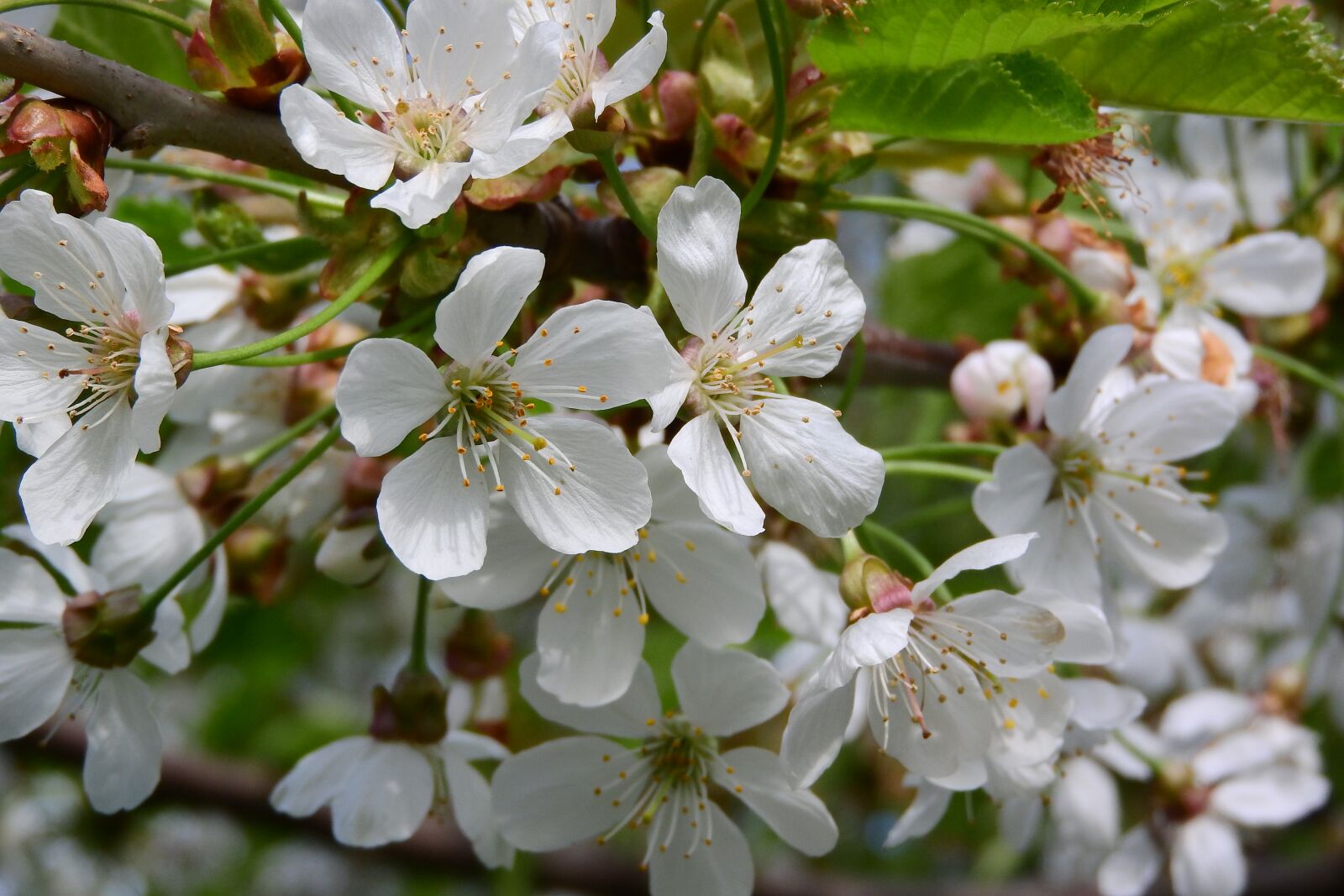 Nikon Coolpix P610 sample photo. Cherry, cherry blossoms, cherry photography
