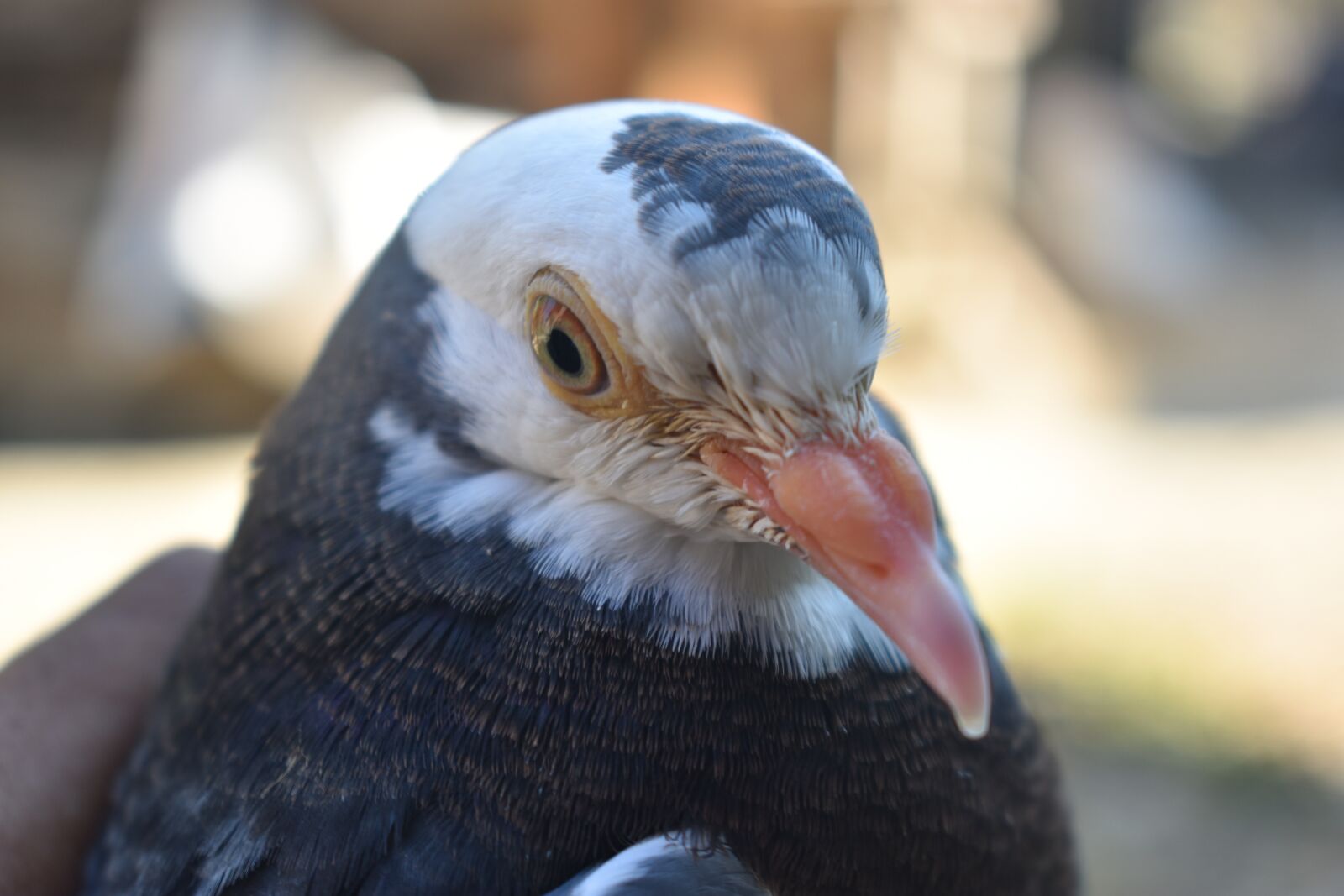 Nikon D3400 sample photo. Pigeon, bird, animal photography