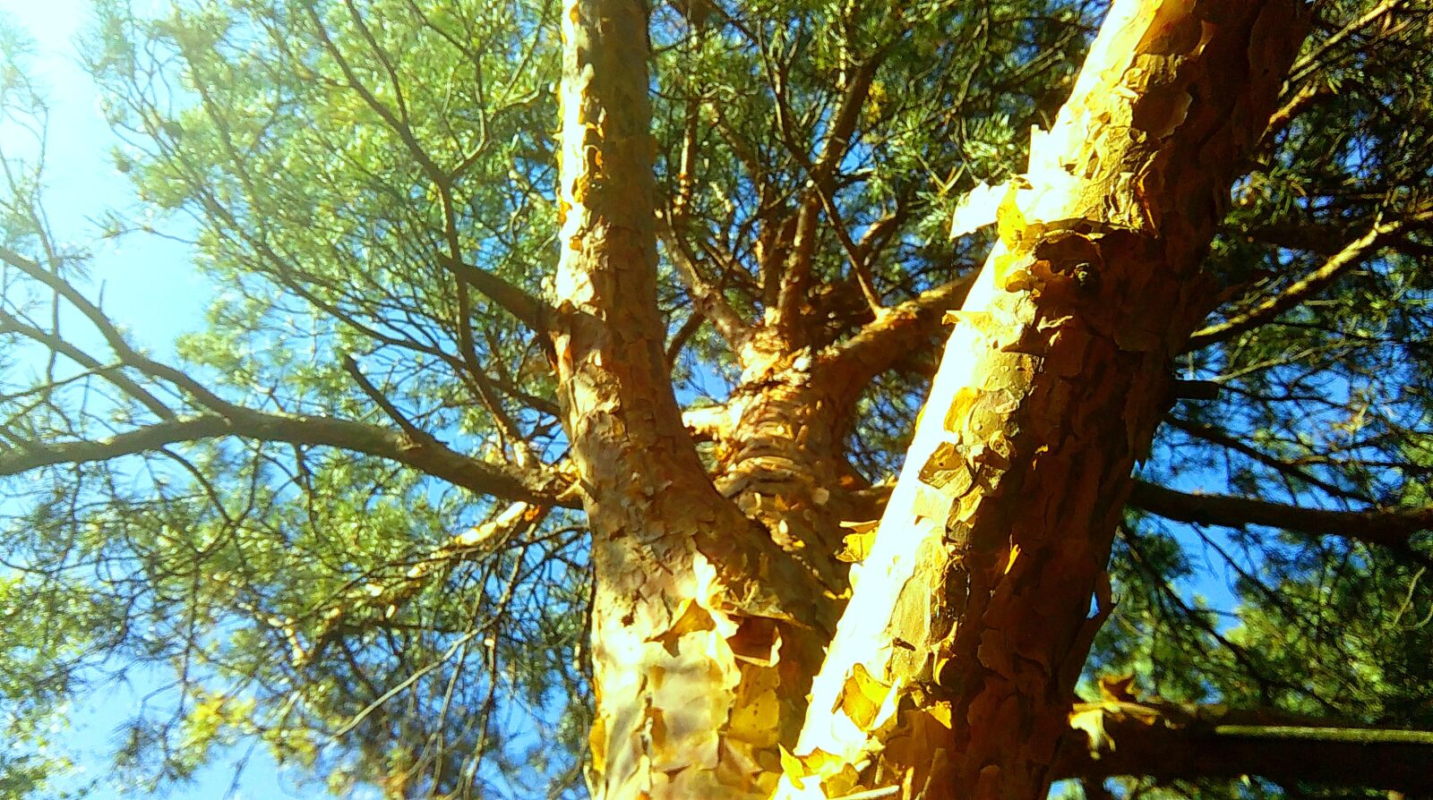 HTC DESIRE 620 sample photo. Climbing, pine, sky, tree photography