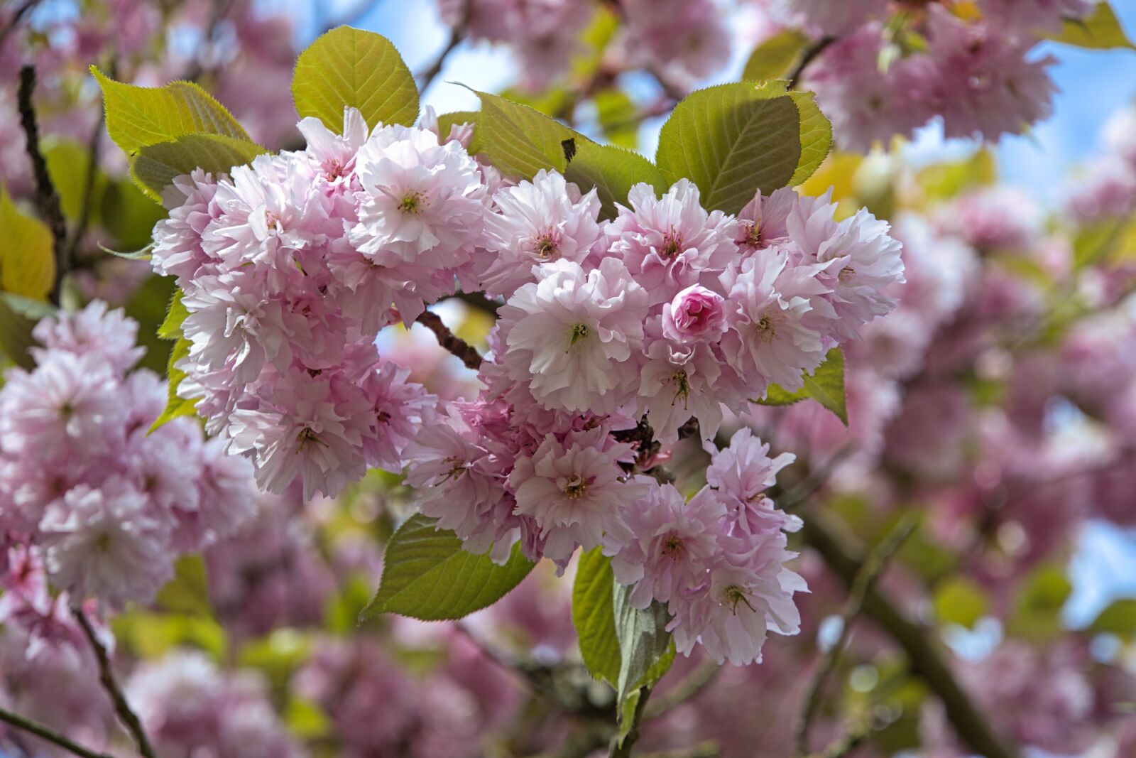 Sony a6400 sample photo. Cherry blossom, park, spring photography