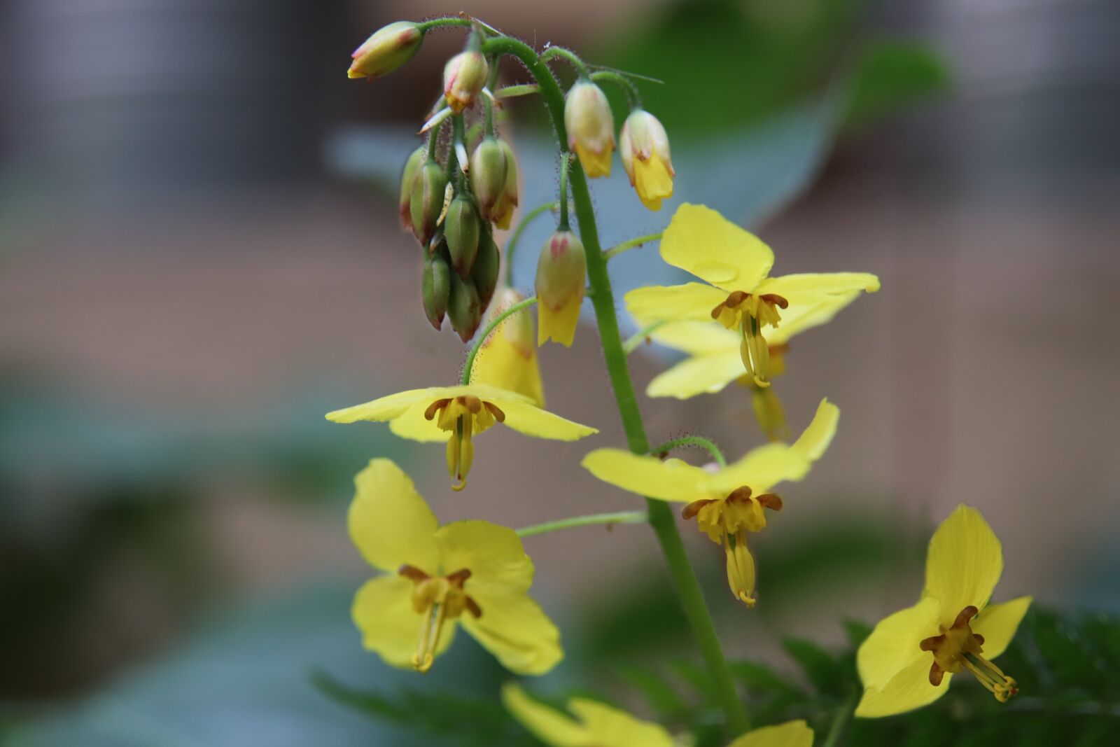 Canon EOS 800D (EOS Rebel T7i / EOS Kiss X9i) sample photo. Flowers, yellow, fairy flower photography