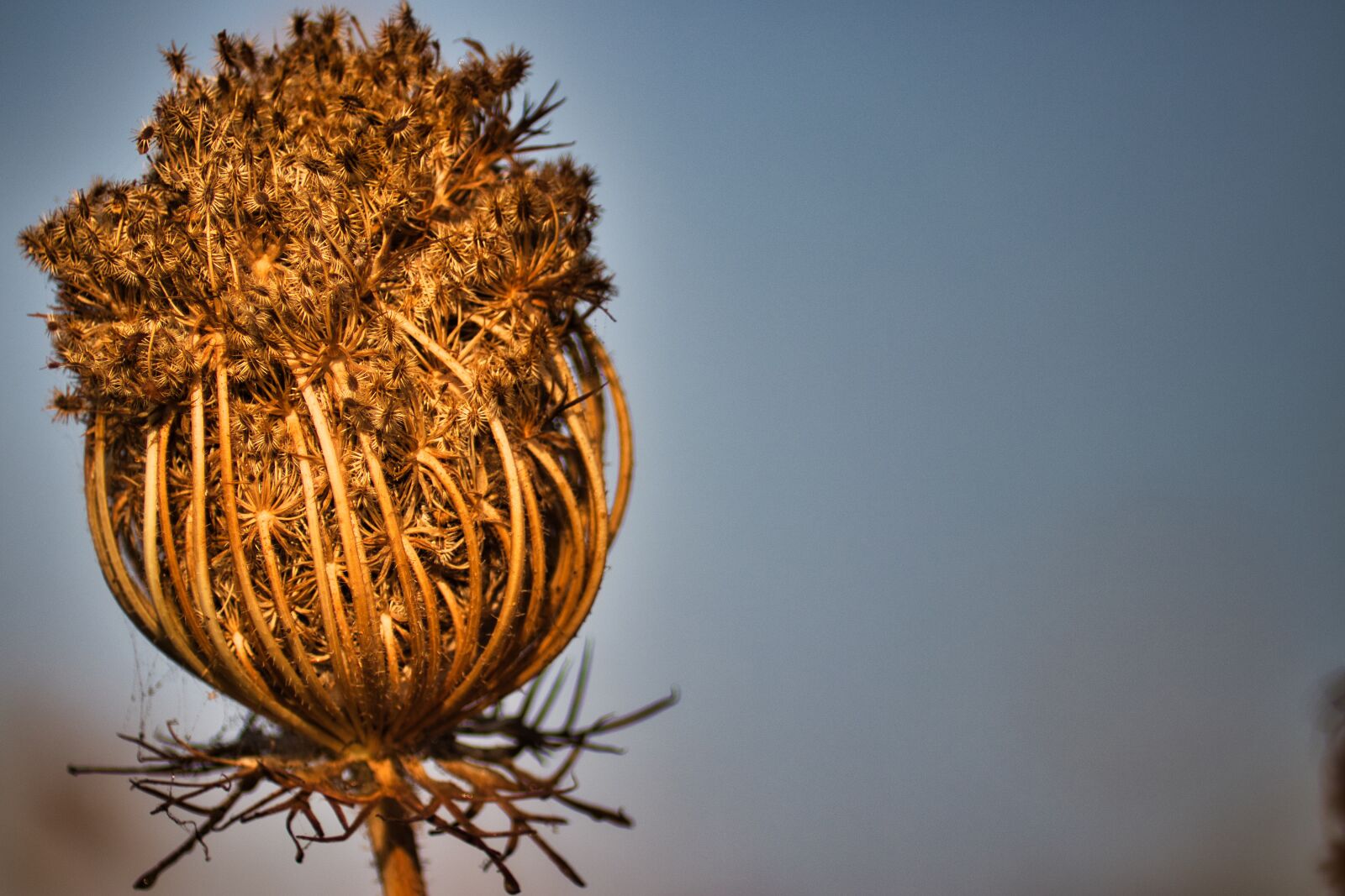 Canon EOS 80D sample photo. Plant, greece, dusk photography