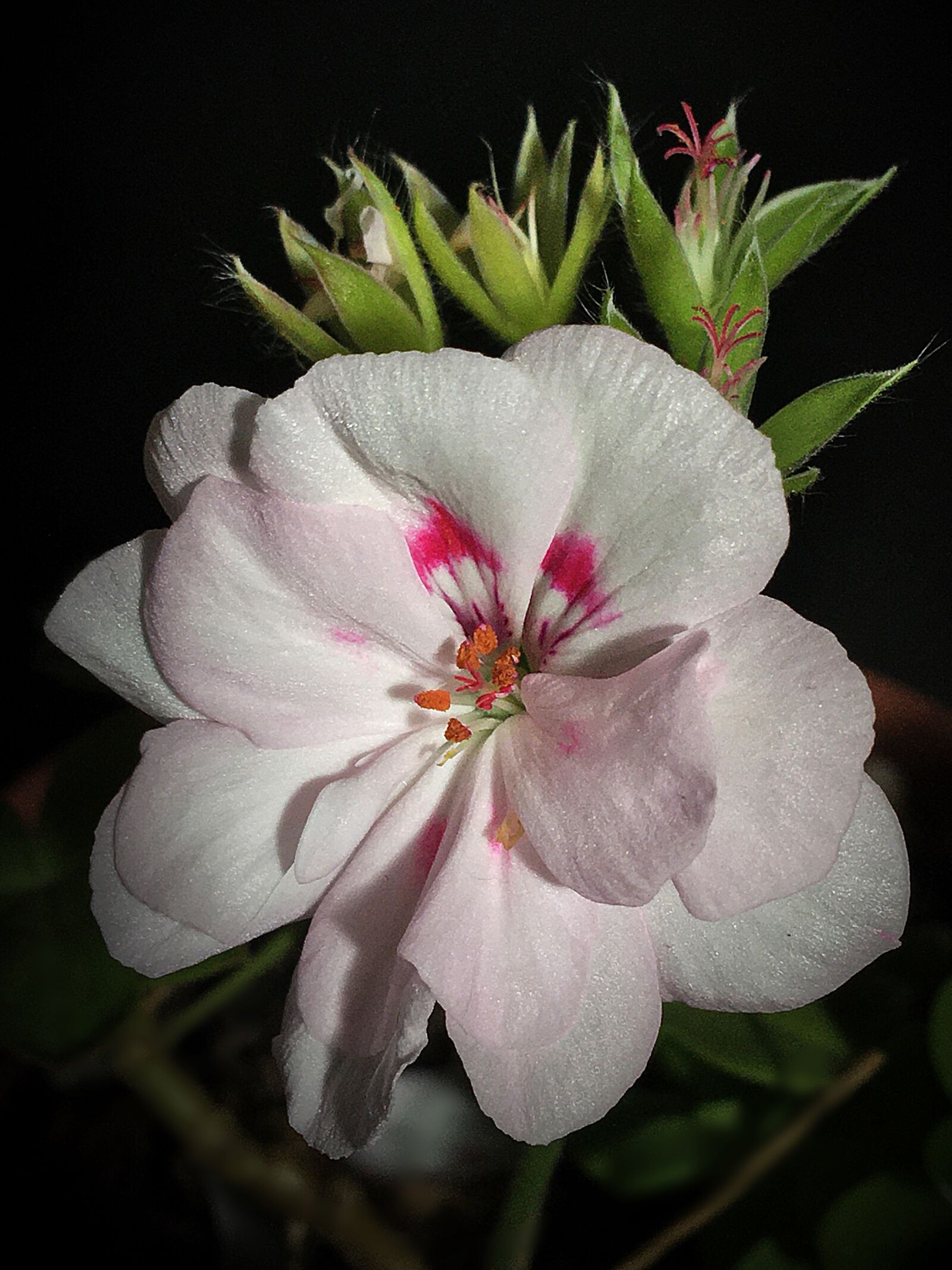 iPhone 6s Plus back camera 4.15mm f/2.2 sample photo. Pink flower, geranium, flower photography
