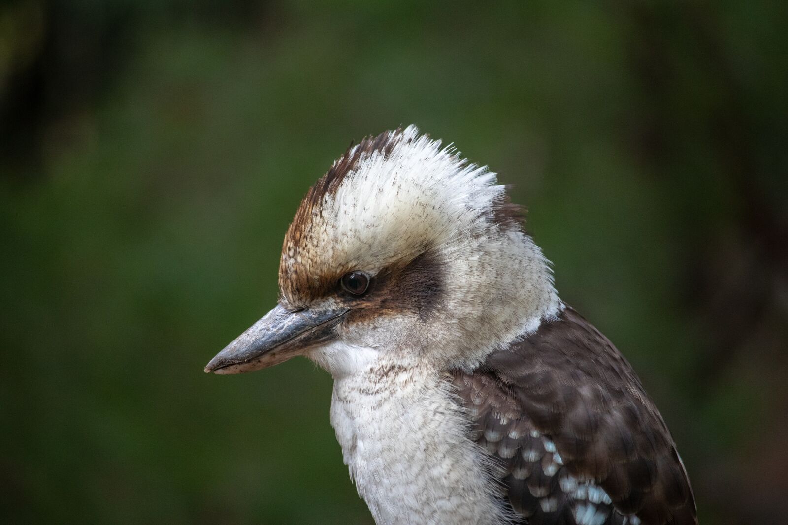 Canon EOS 200D (EOS Rebel SL2 / EOS Kiss X9) sample photo. Kookaburra, bird, australia photography