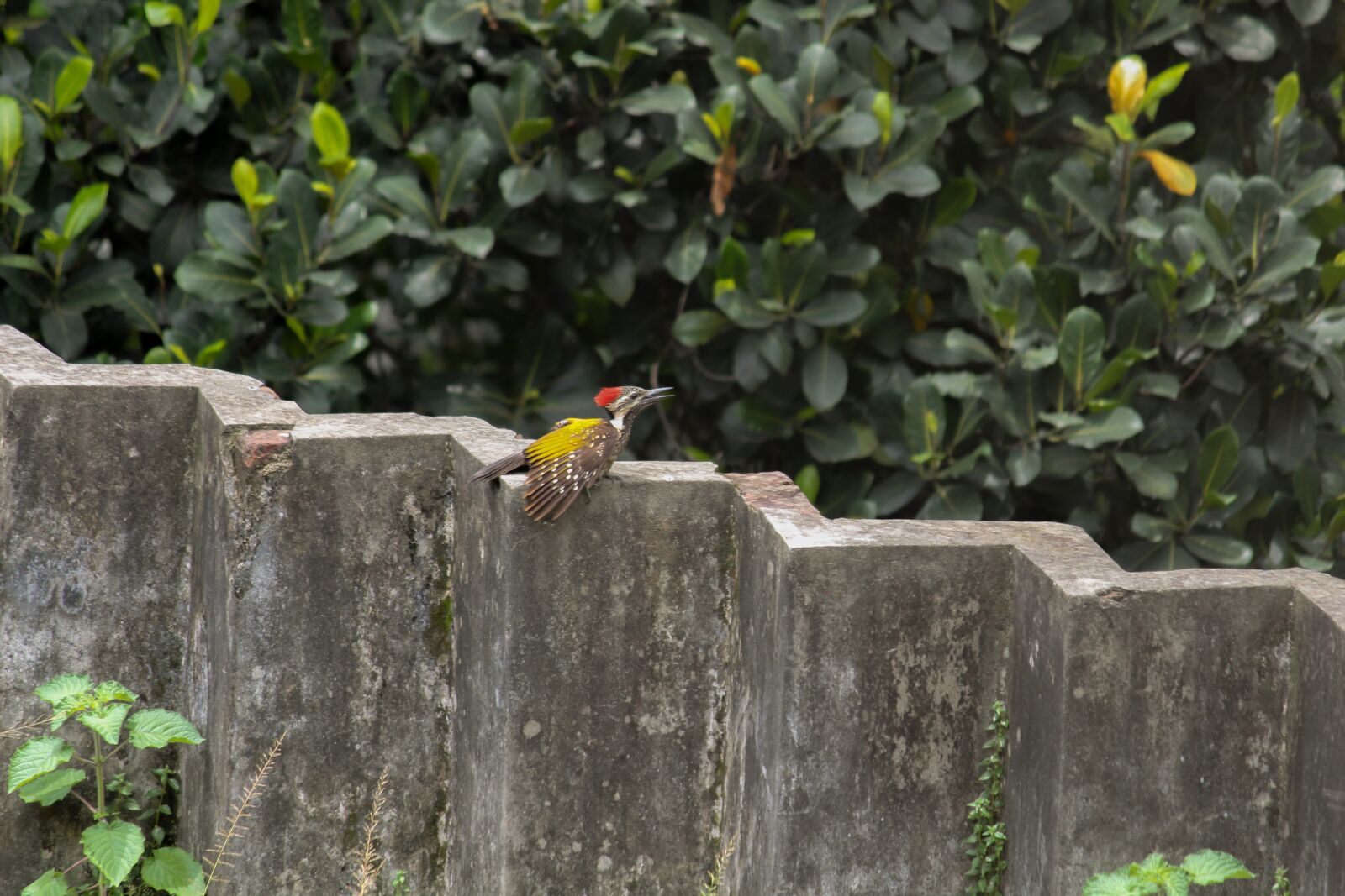 Canon EOS 700D (EOS Rebel T5i / EOS Kiss X7i) sample photo. Nature, outdoors, bird photography