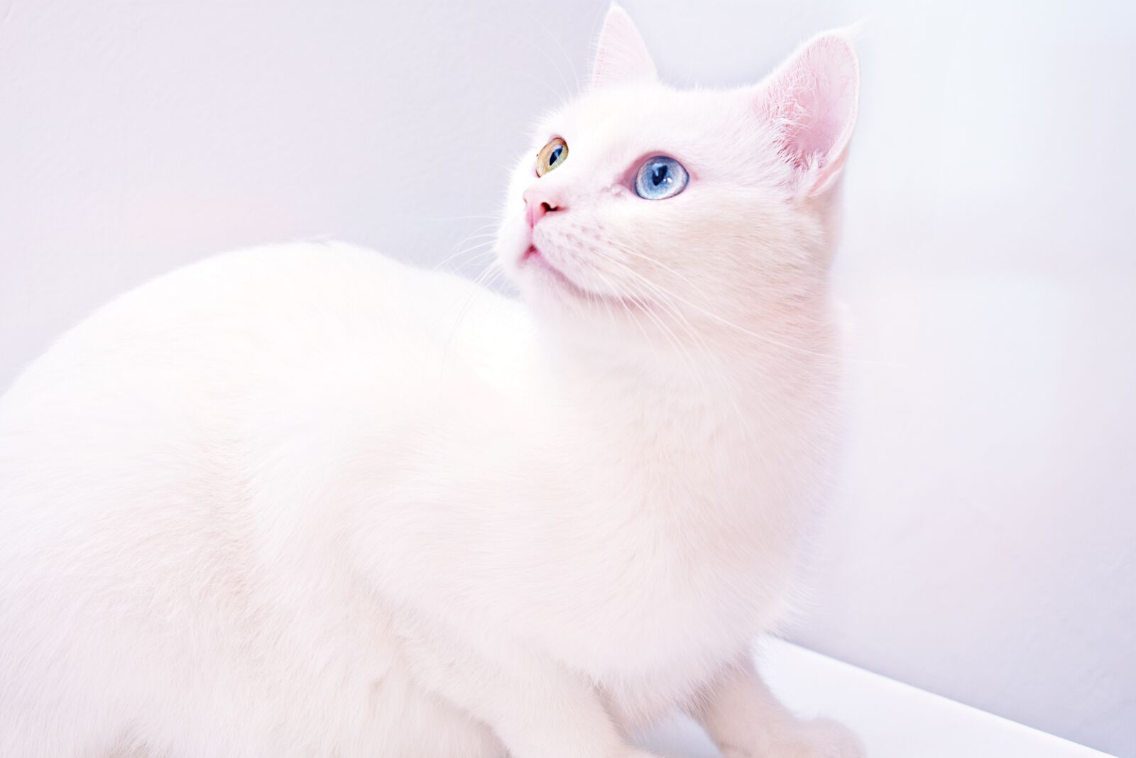 Nikon D3400 sample photo. Cat, white, heterochromia photography