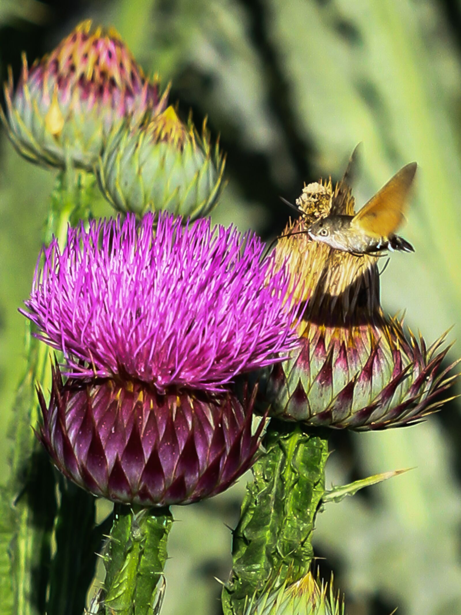 Canon EOS 7D + Canon EF 100mm F2.8 Macro USM sample photo. Spain, entequera, hummingbird moth photography