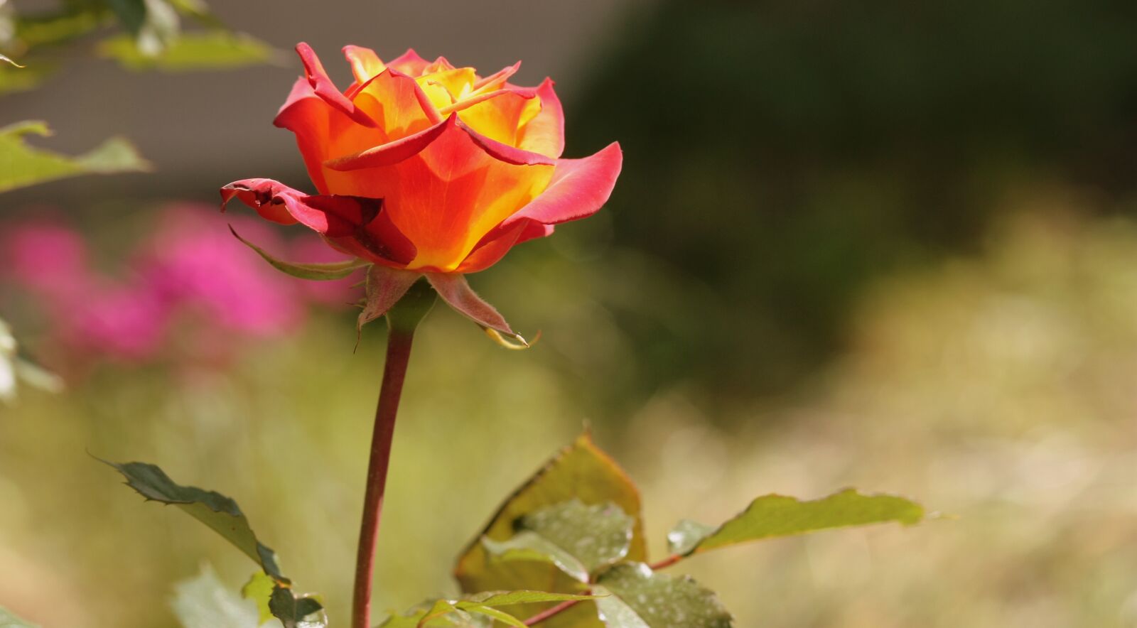 Canon EOS 450D (EOS Rebel XSi / EOS Kiss X2) sample photo. Rose, orange, flower photography