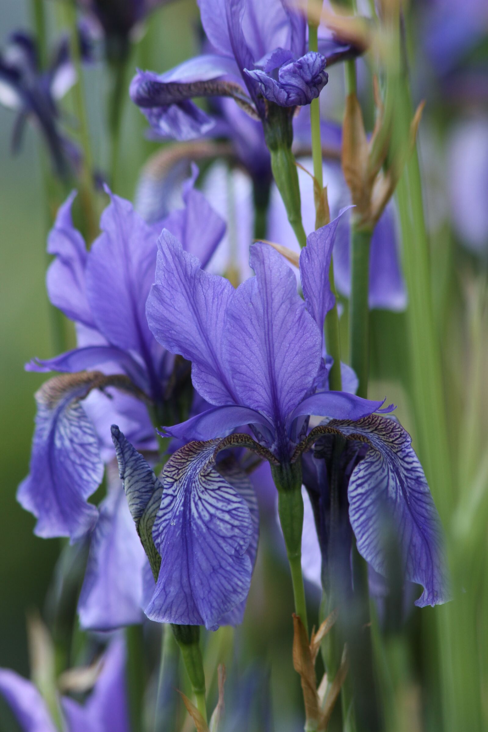 Canon EOS 7D sample photo. Iris, irises, flowers photography