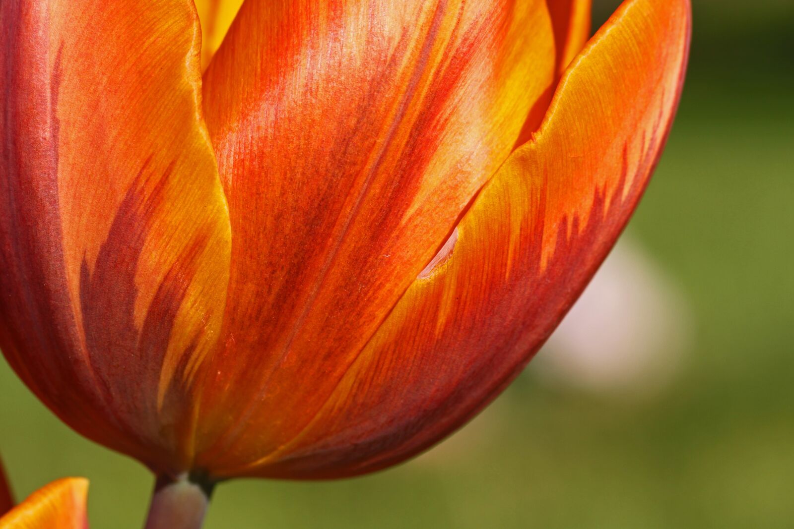Canon EOS 500D (EOS Rebel T1i / EOS Kiss X3) sample photo. Tulip, orange, yellow photography