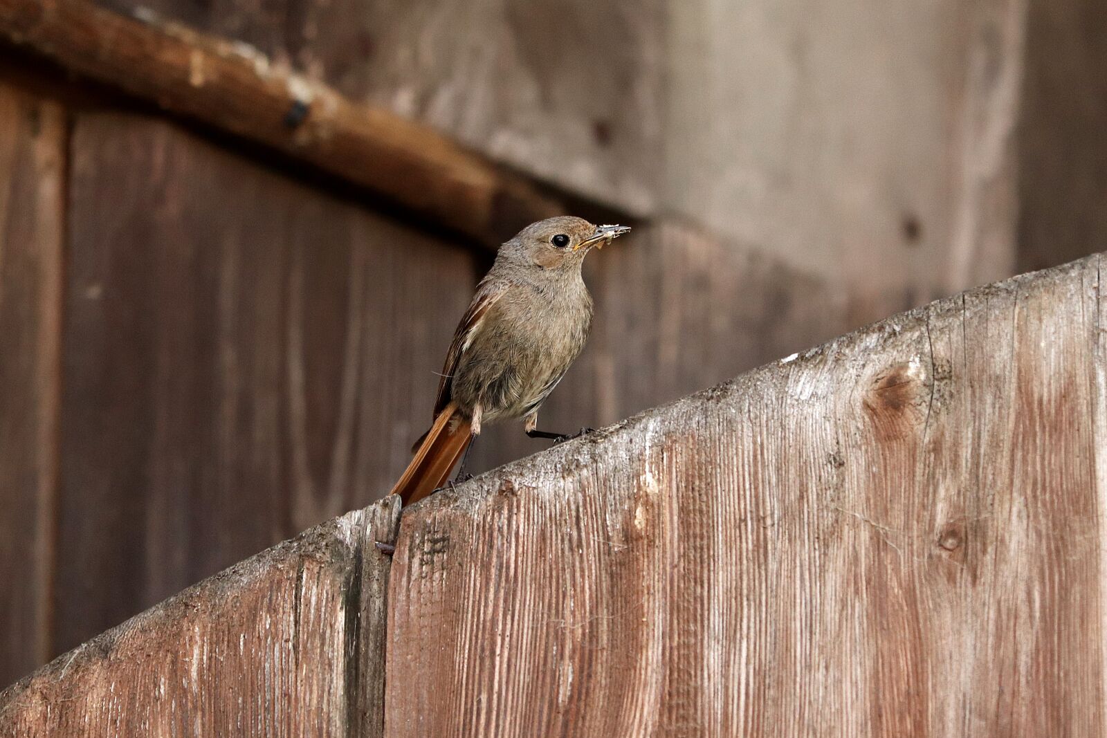 Canon EF 70-300 F4-5.6 IS II USM sample photo. Rotschwaenzchen, bird, songbird photography
