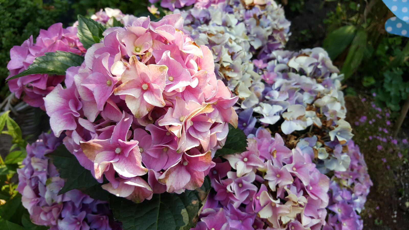 Samsung Galaxy S6 sample photo. Flowers, pink, hydrangea photography