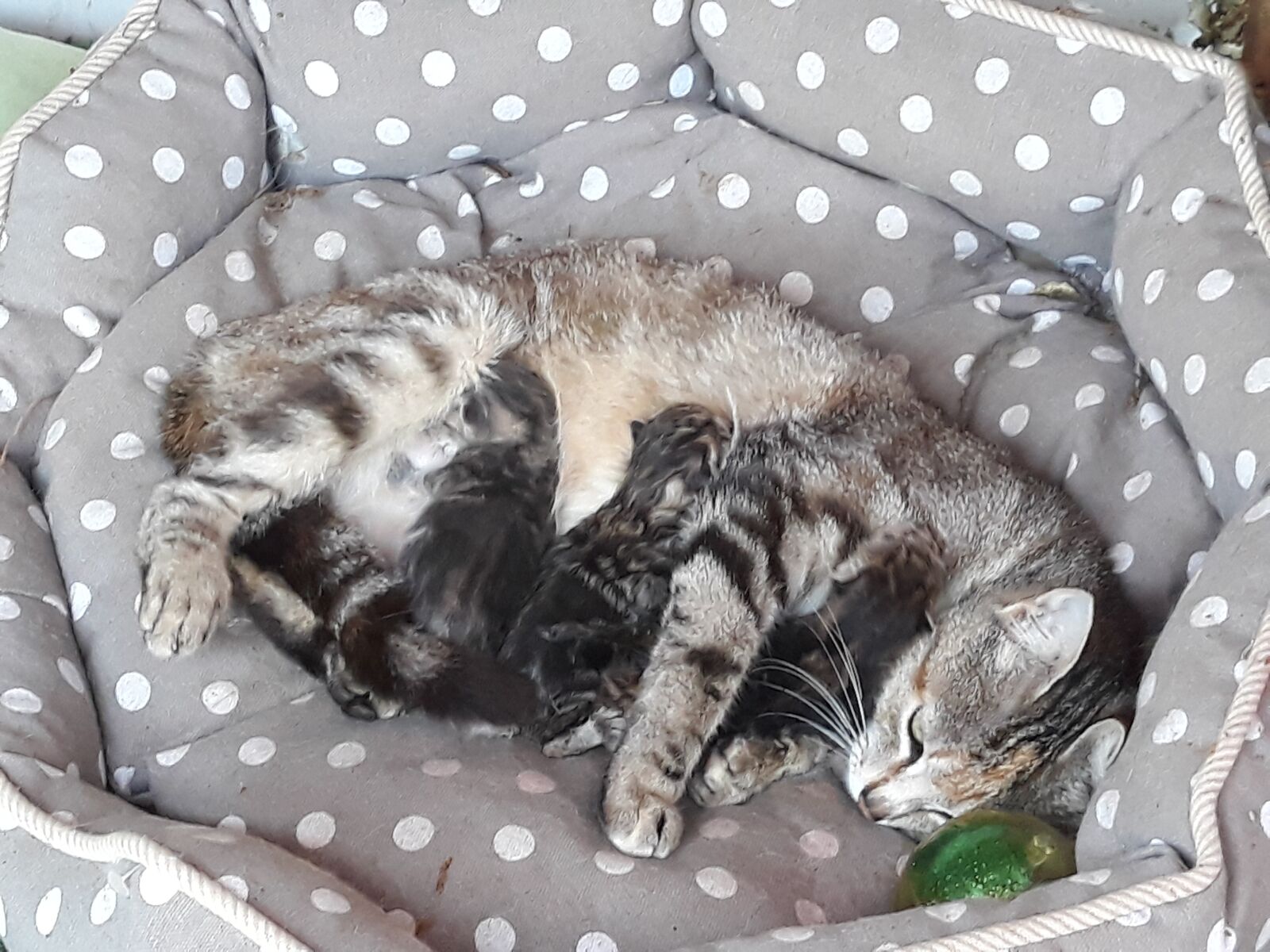 Samsung Galaxy J7 sample photo. Animals, feline, cat photography
