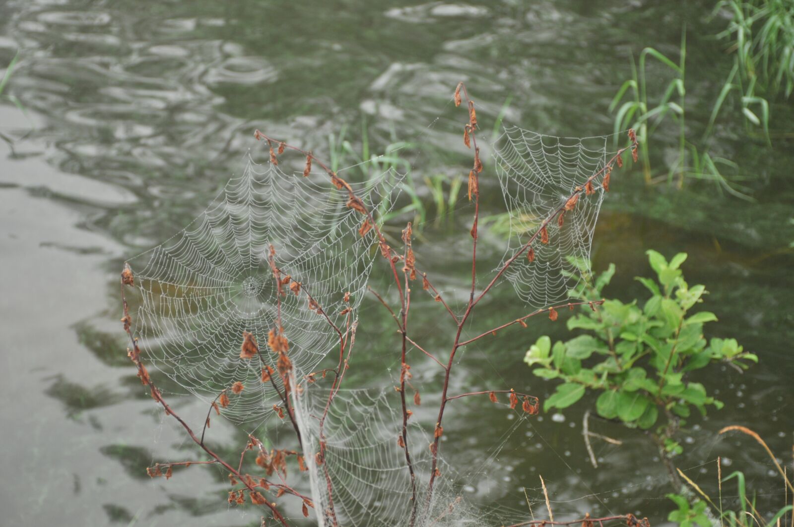 Nikon D300S sample photo. Nature, insect, spider web photography