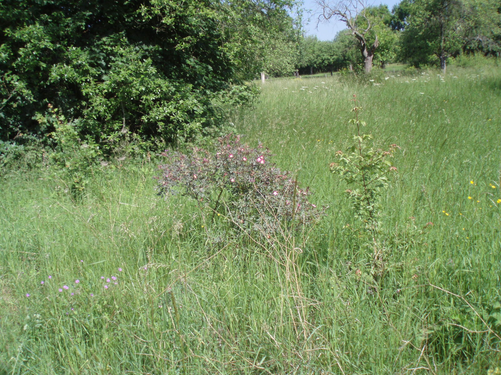 Olympus u700,S700 sample photo. Meadow, in, early, summer photography