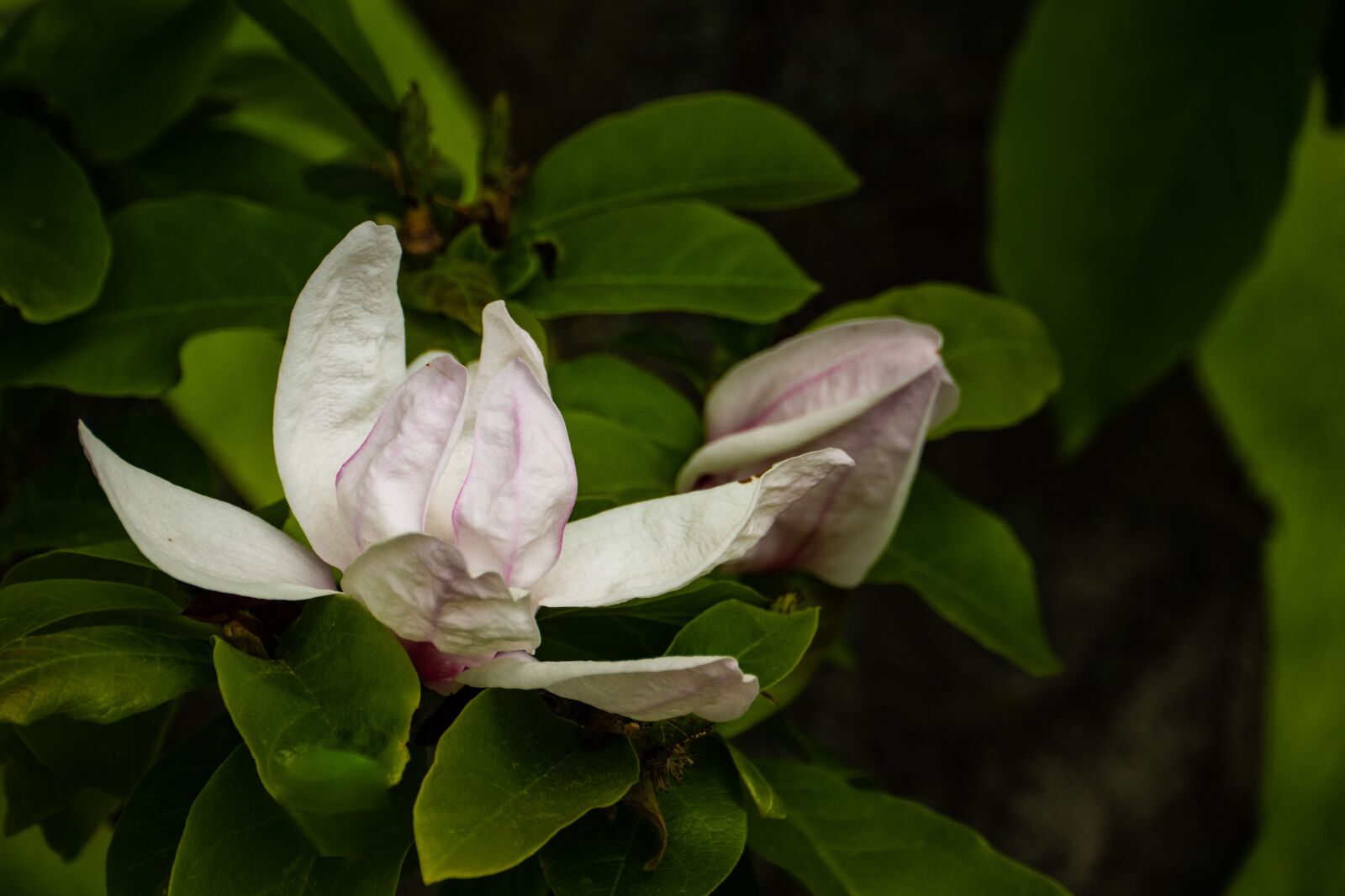 Panasonic Lumix G Vario HD 14-140mm F4-5.8 OIS sample photo. Chinese magnolia, flower, garden photography