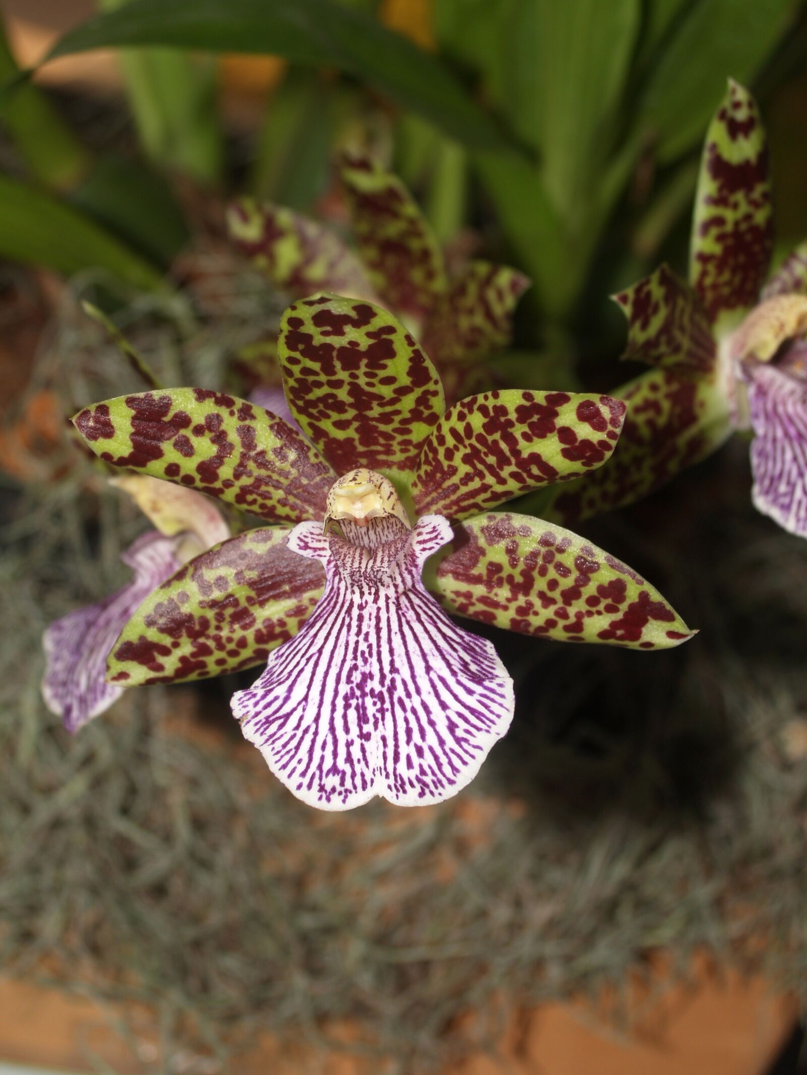 Olympus E-300 (EVOLT E-300) sample photo. Orchid, flower, bright photography