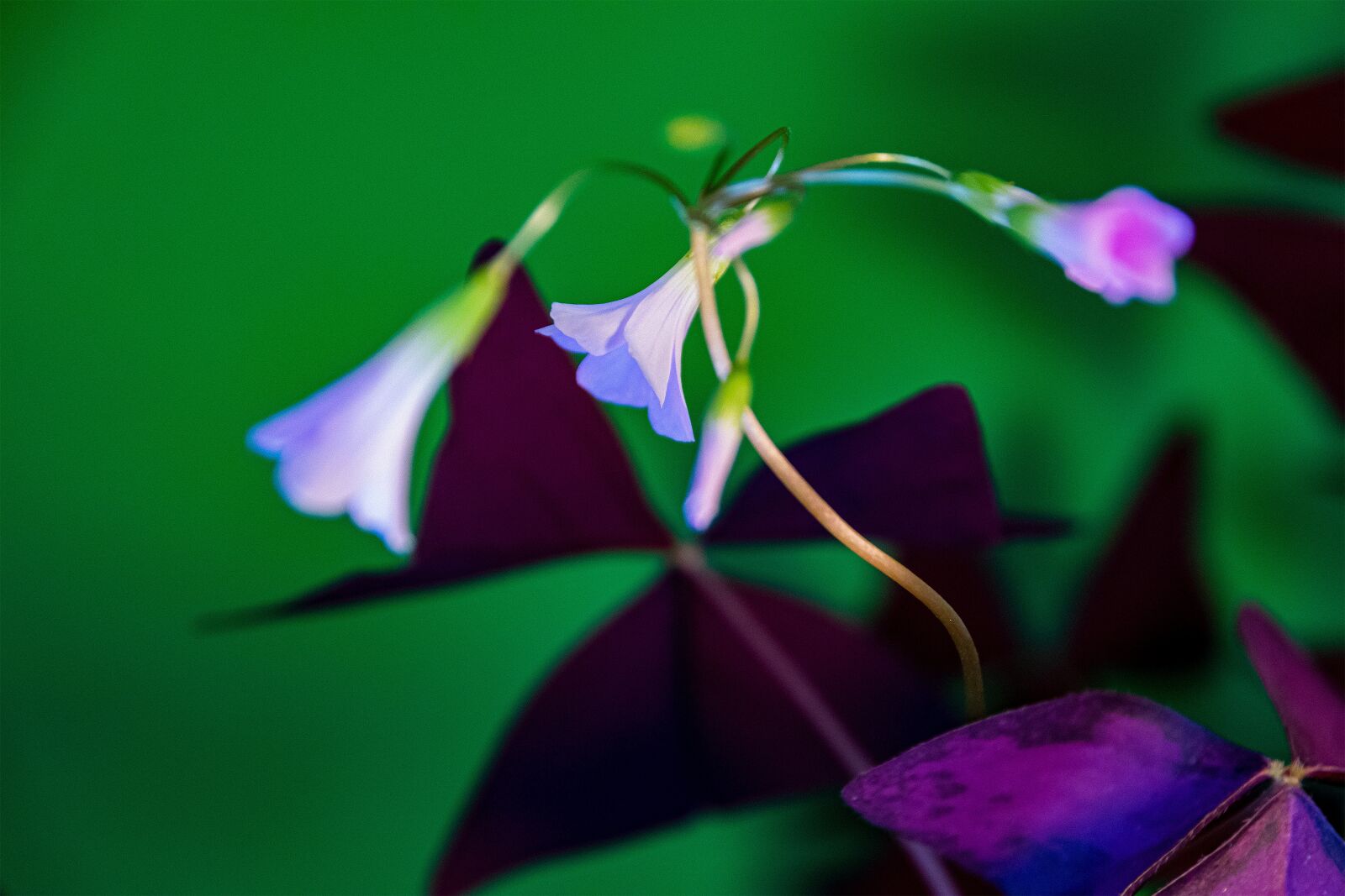 Nikon D5300 sample photo. Flower, room flower, macro photography