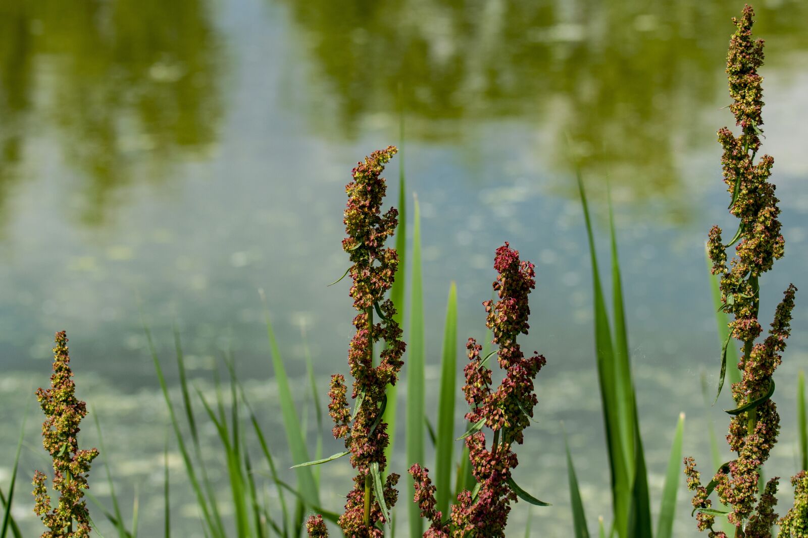 Nikon D5300 sample photo. Macro, flower, reed photography