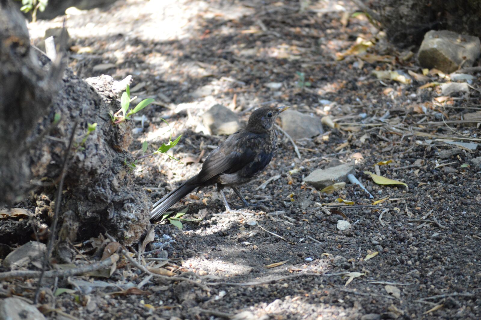 Nikon D3200 sample photo. Blackbird, ave, bird photography