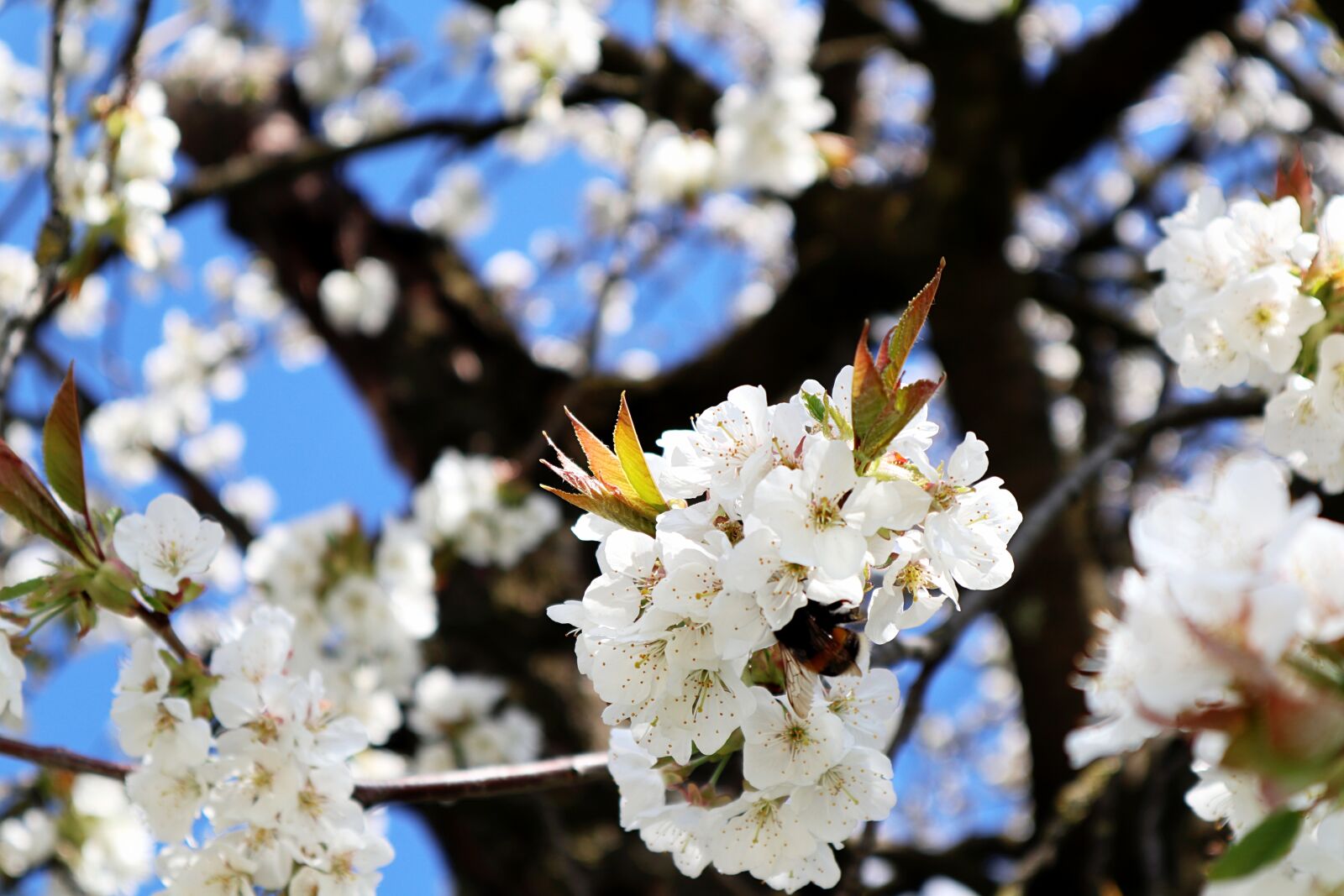 Canon EOS M100 sample photo. Hummel, apple tree flowers photography