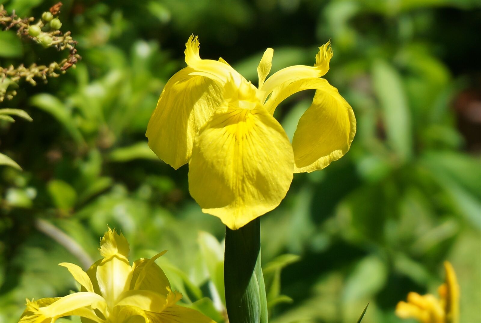 Sony Alpha NEX-5T sample photo. Iris, flower, plant photography