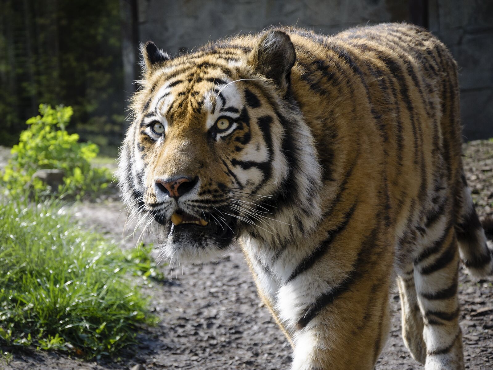 Nikon D5000 sample photo. Tiger, zoo, predator photography