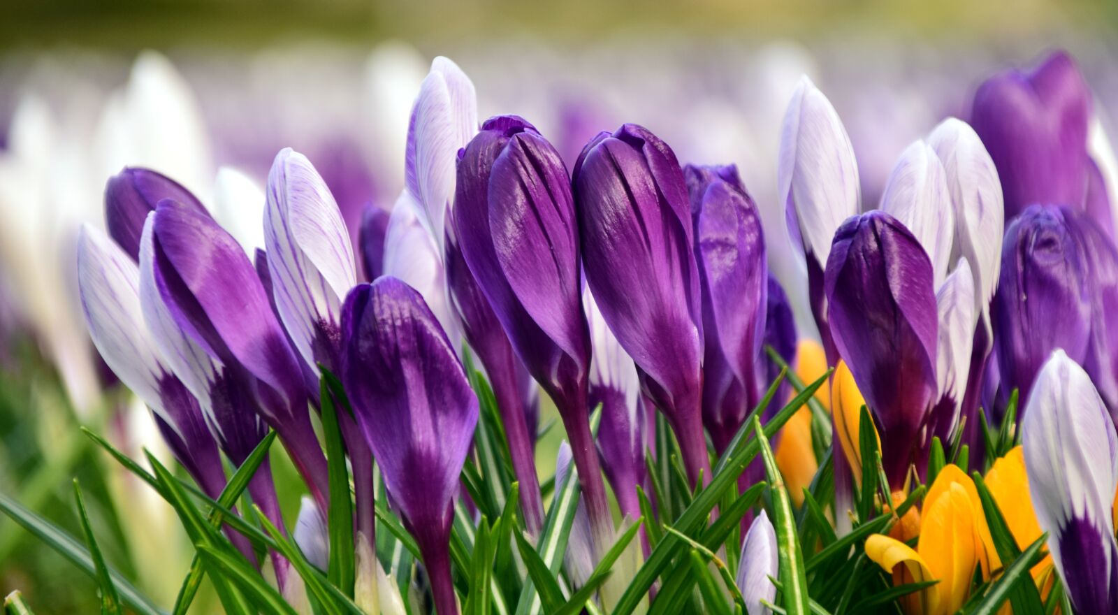 Nikon D3300 sample photo. Crocus, crocus meadow, blossom photography