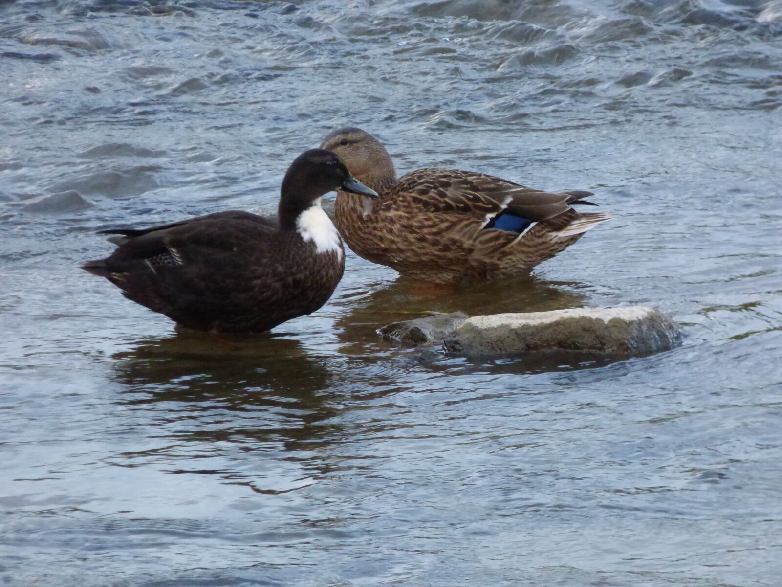 Panasonic DMC-FZ72 sample photo. Duck, ducks, bird photography