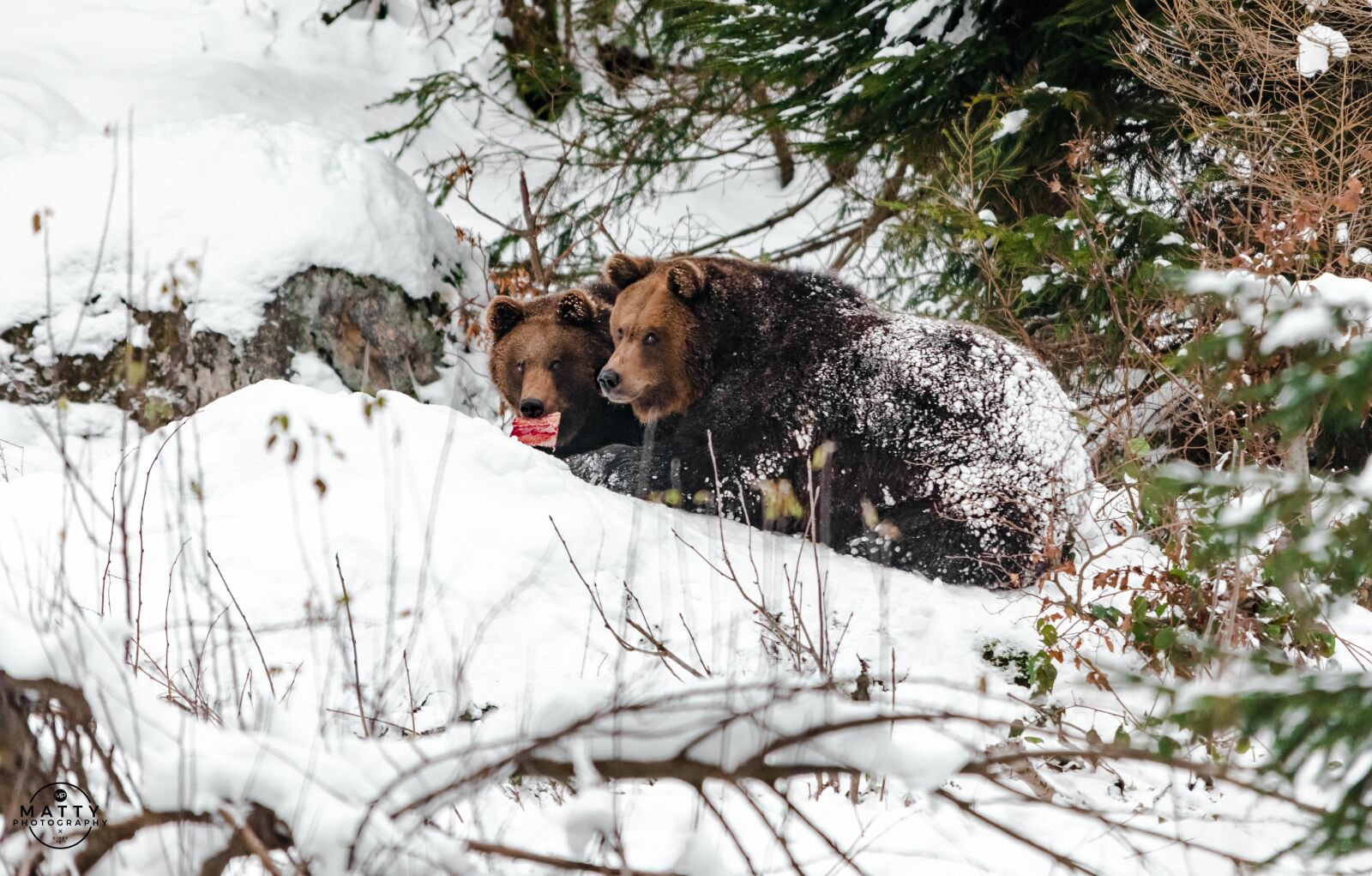 Nikon D810 sample photo. Bear, widlife, bavaria photography