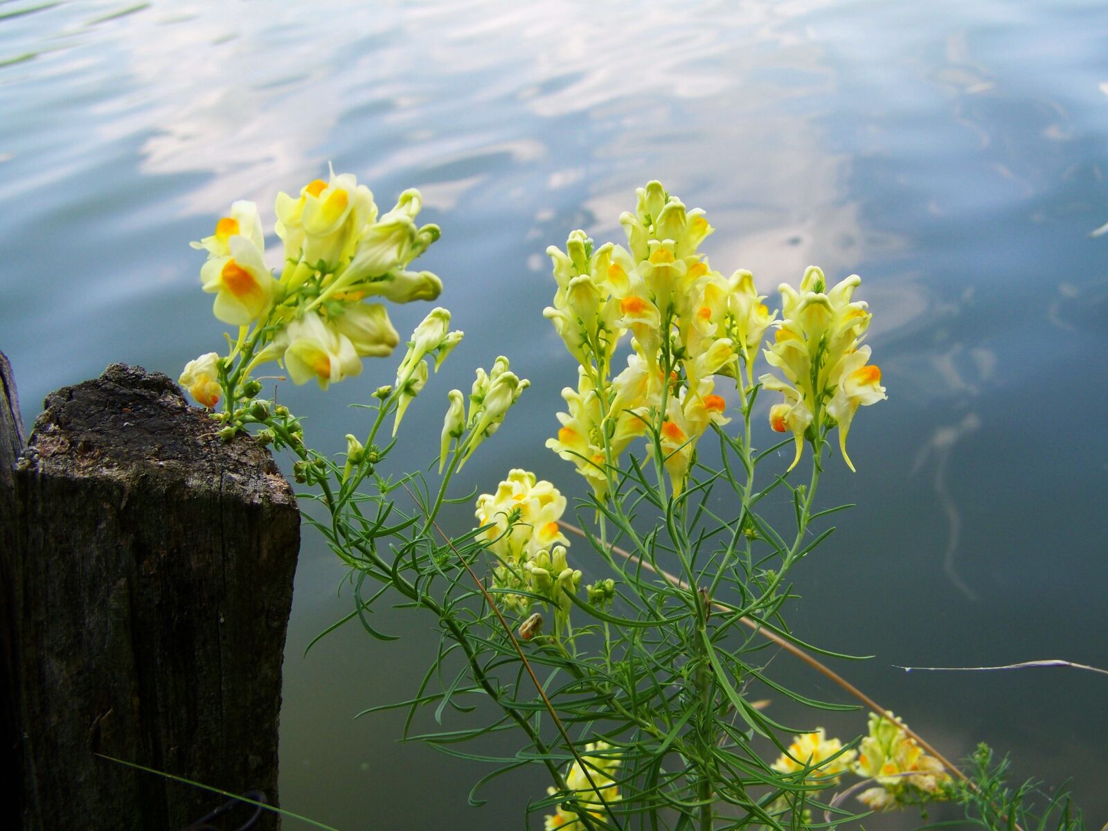 Kodak EASYSHARE ZD710 ZOOM DIGITAL CAMERA sample photo. Wild snapdragon, yellow, agra photography