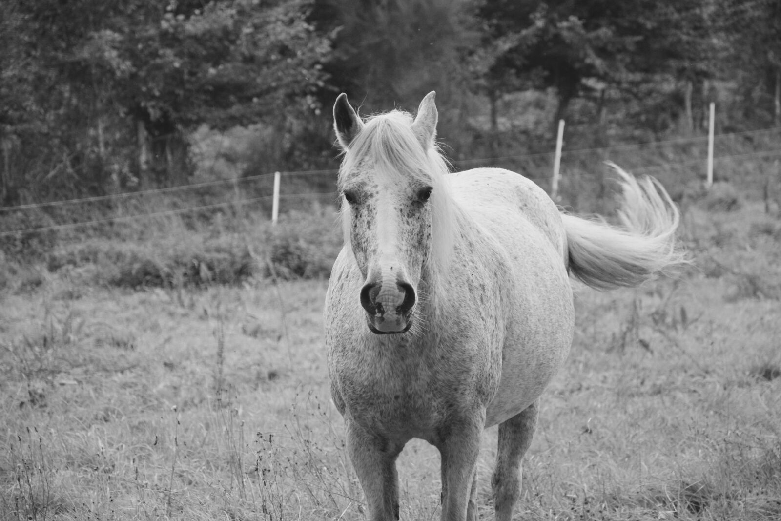 Nikon D5200 sample photo. Horse, mare, broodmare photography