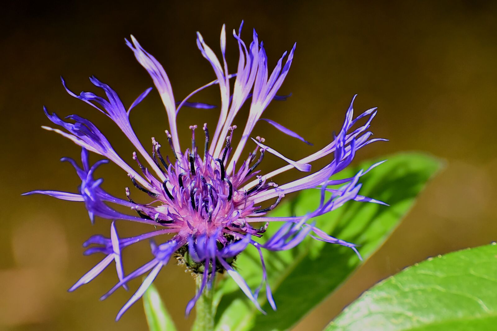 Nikon D7200 sample photo. Mountain crumpled, aster-like, composites photography